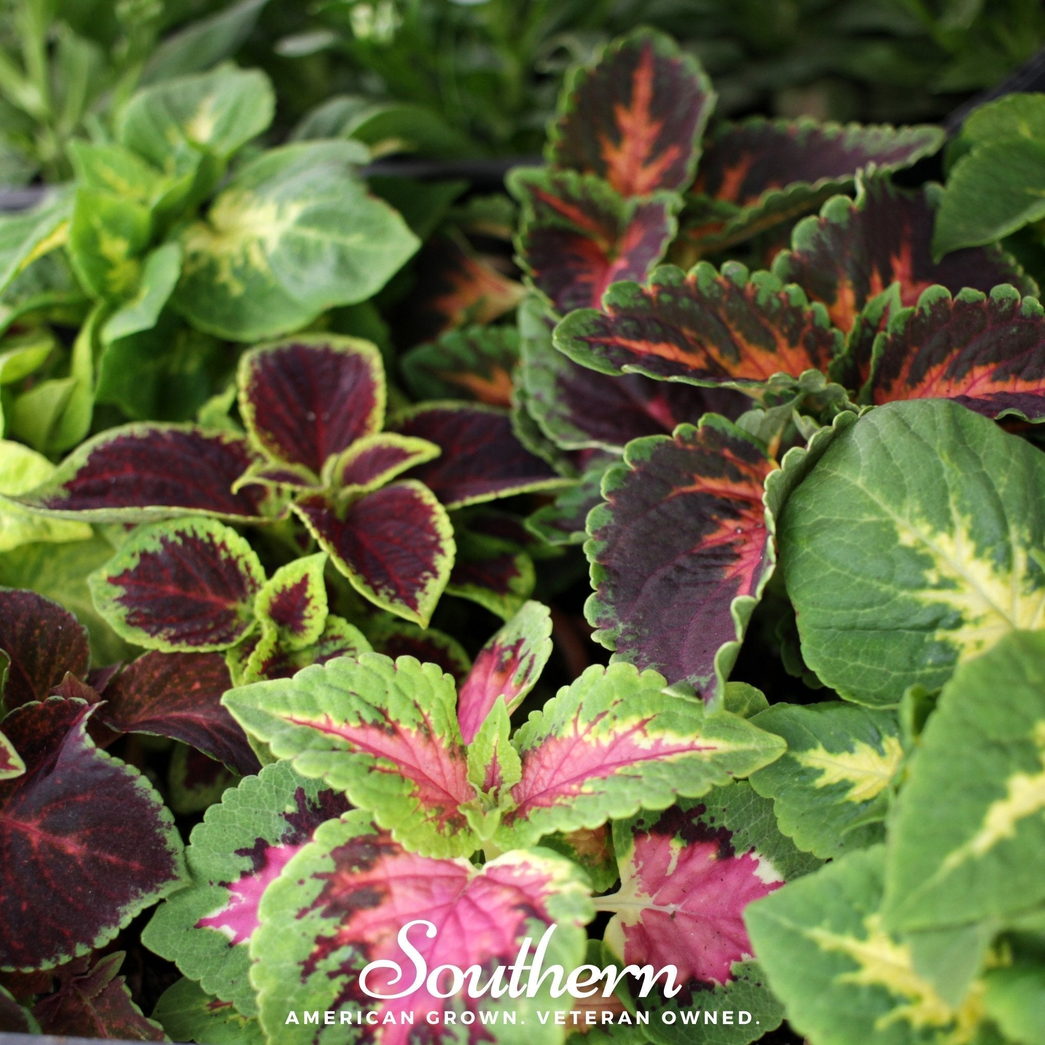 Rainbow Mix Coleus – 250 Seeds Southern Seeds