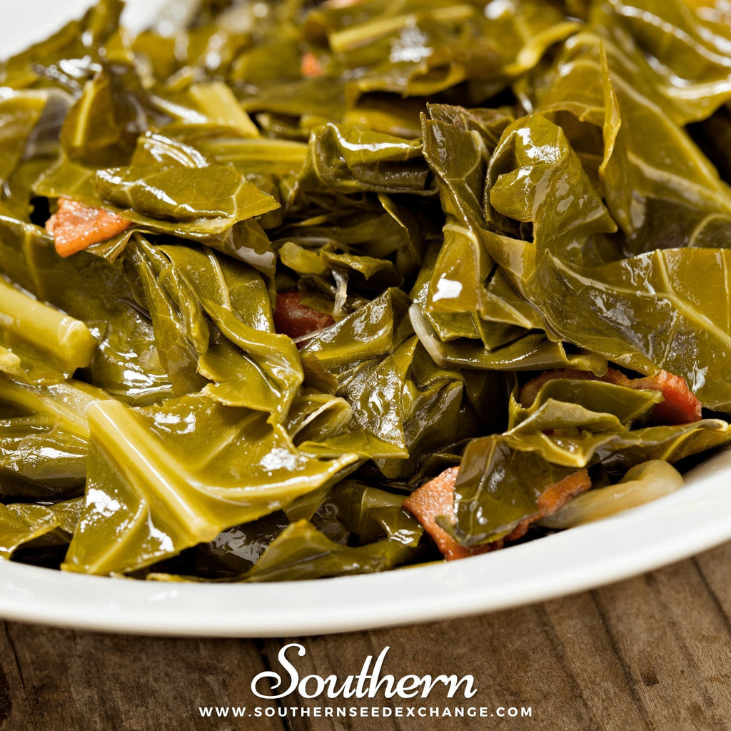 Champion Collard – 100 Seeds Southern Seeds
