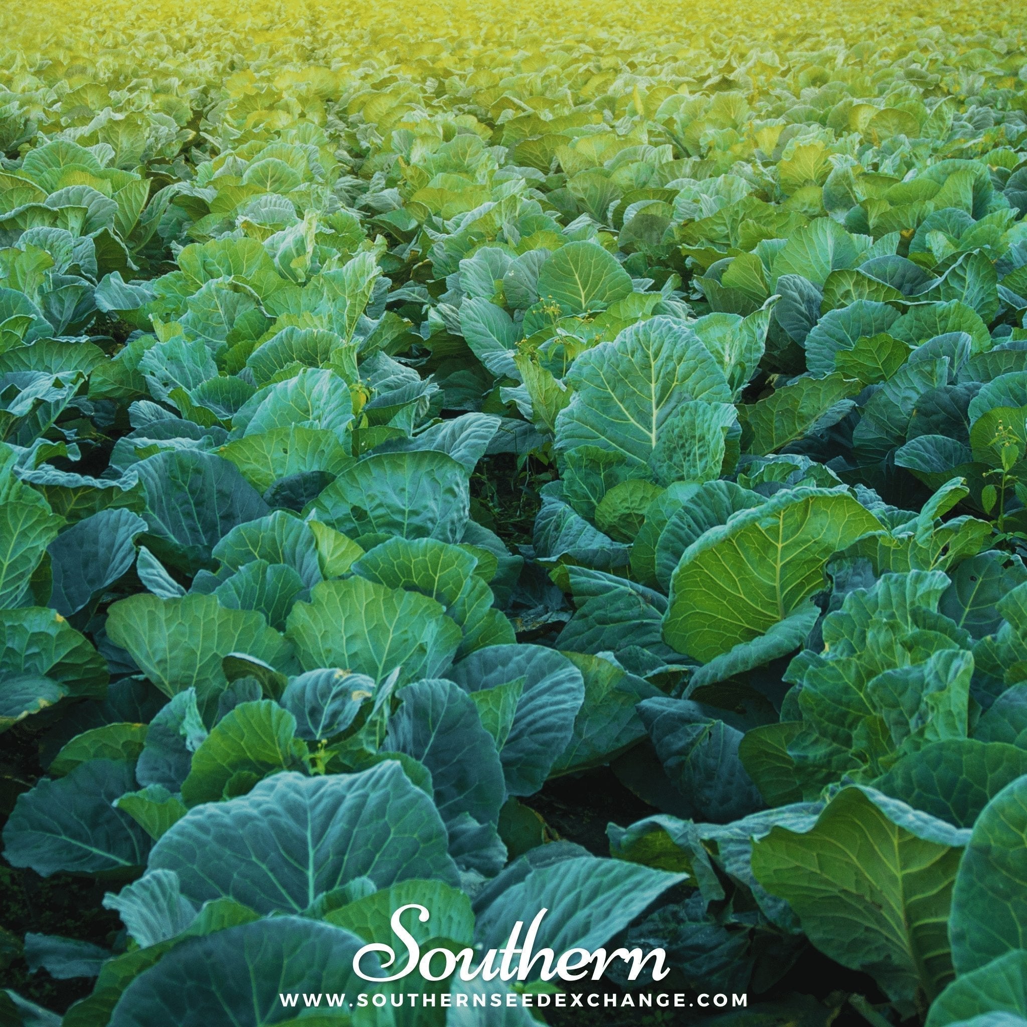 Champion Collard – 100 Seeds Southern Seeds