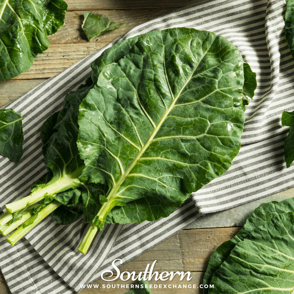 Champion Collard – 100 Seeds Southern Seeds
