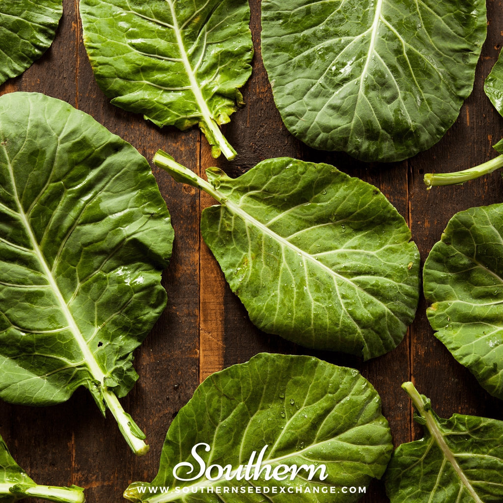 Champion Collard – 100 Seeds Southern Seeds