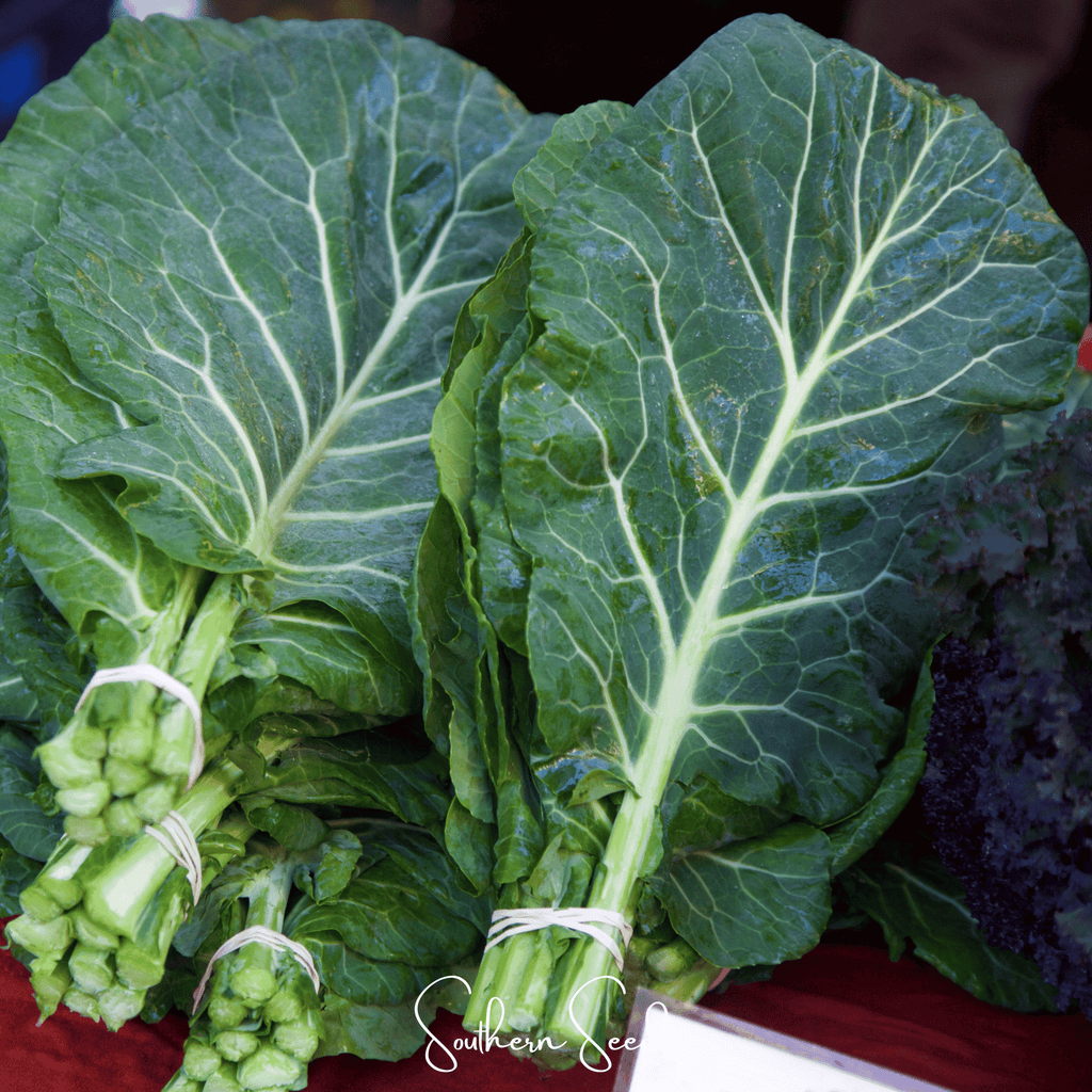 Georgia Collard Greens – 100 Seeds Southern Seeds