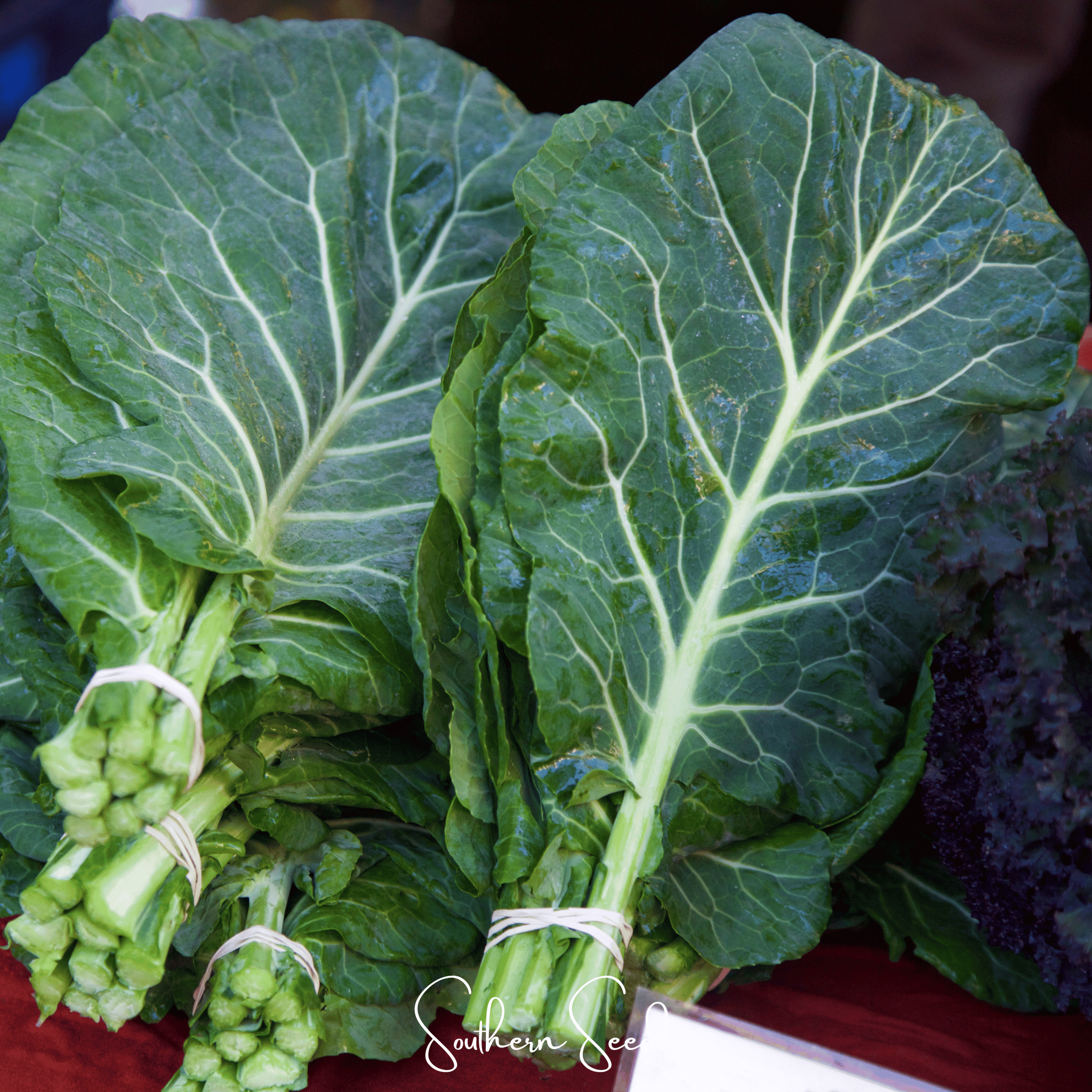 Georgia Collard Greens – 100 Seeds Southern Seeds