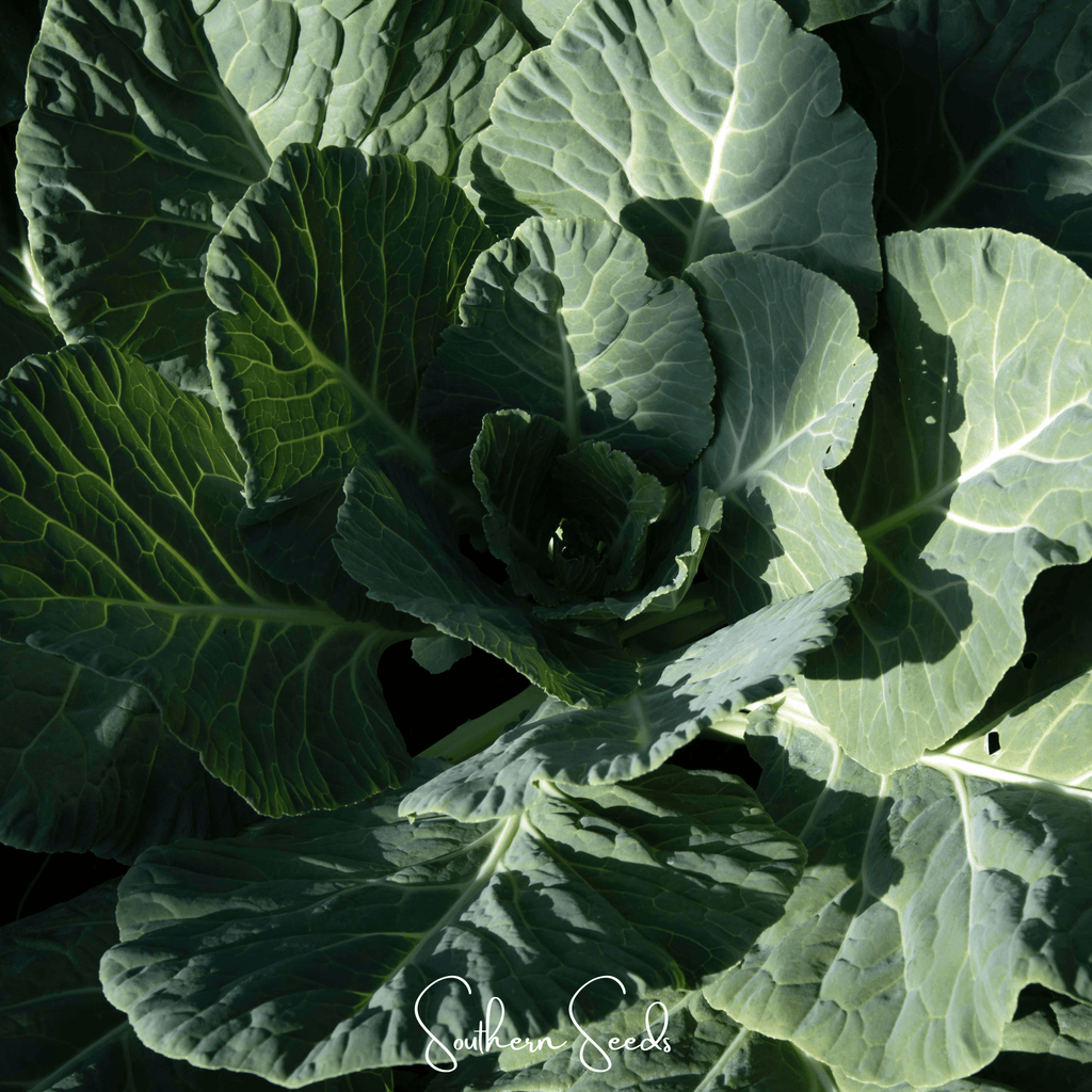 Georgia Collard Greens – 100 Seeds Southern Seeds