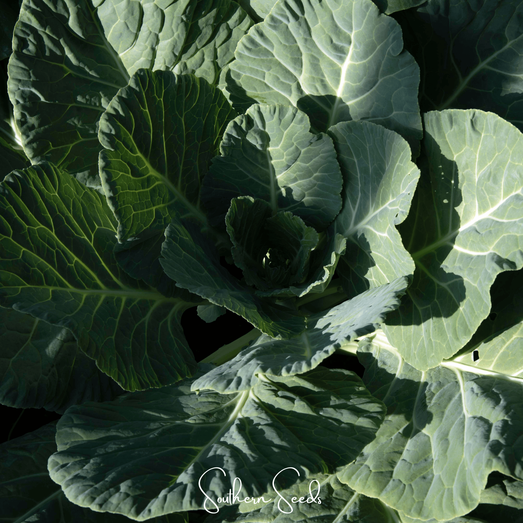 Georgia Collard Greens – 100 Seeds Southern Seeds
