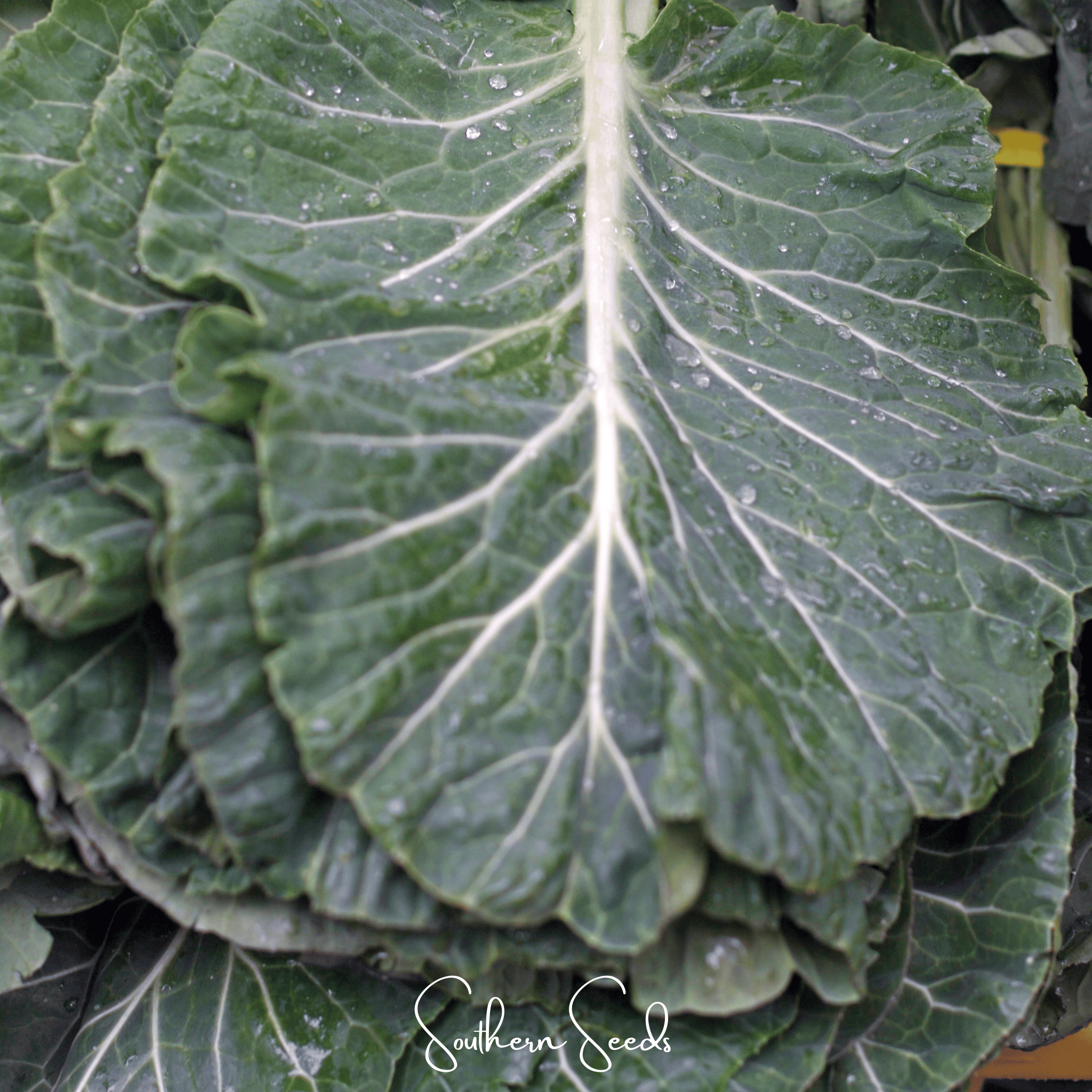 Georgia Collard Greens – 100 Seeds Southern Seeds