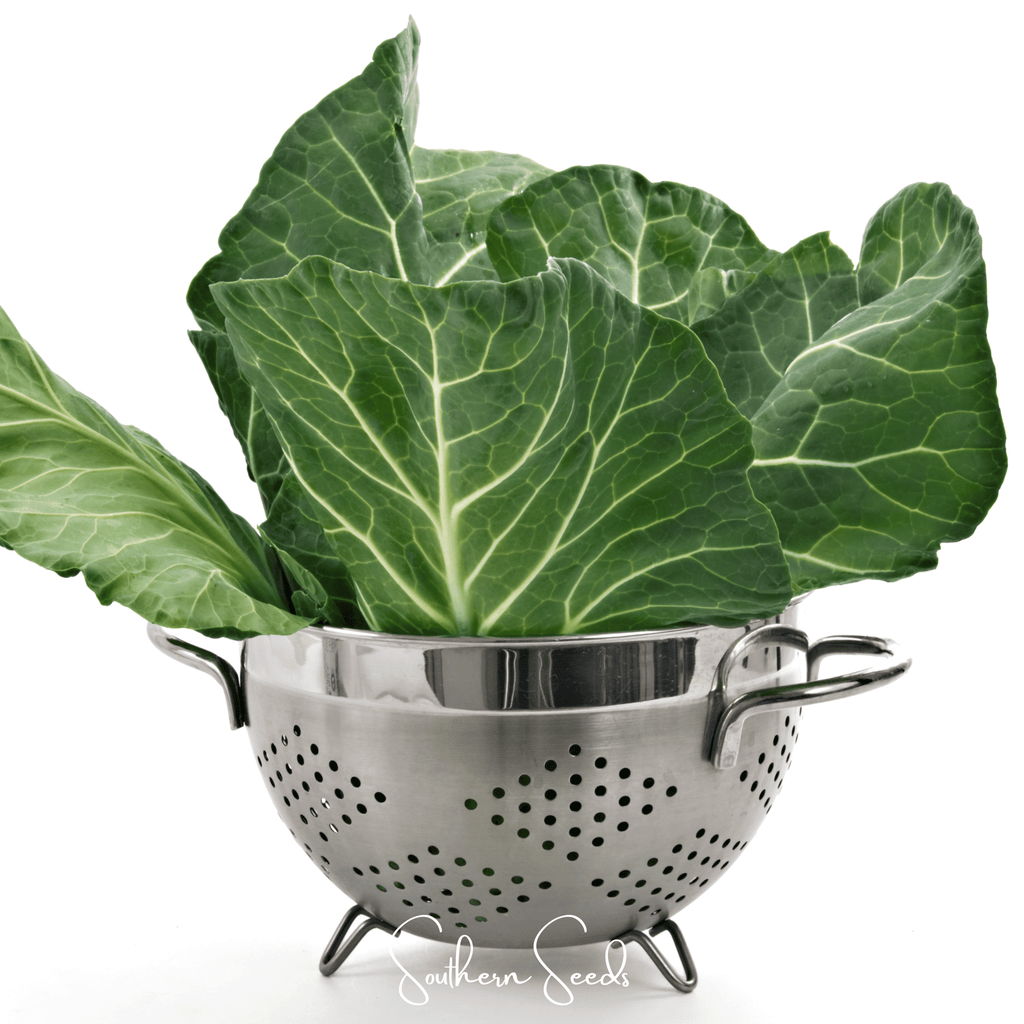 Georgia Collard Greens – 100 Seeds Southern Seeds