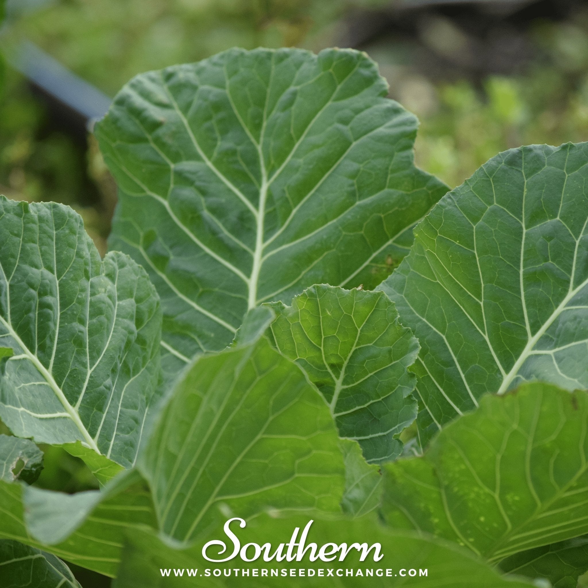 Vates Collard – 200 Seeds Southern Seeds