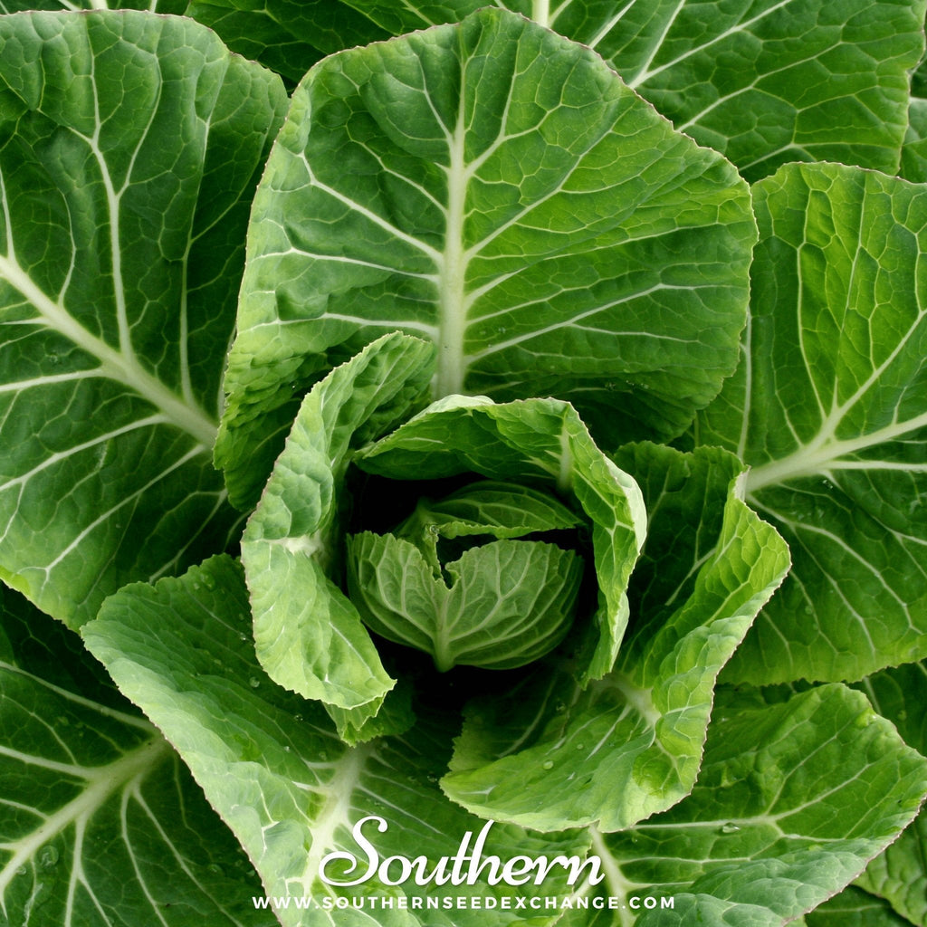 Vates Collard – 200 Seeds Southern Seeds