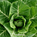 Vates Collard – 200 Seeds Southern Seeds