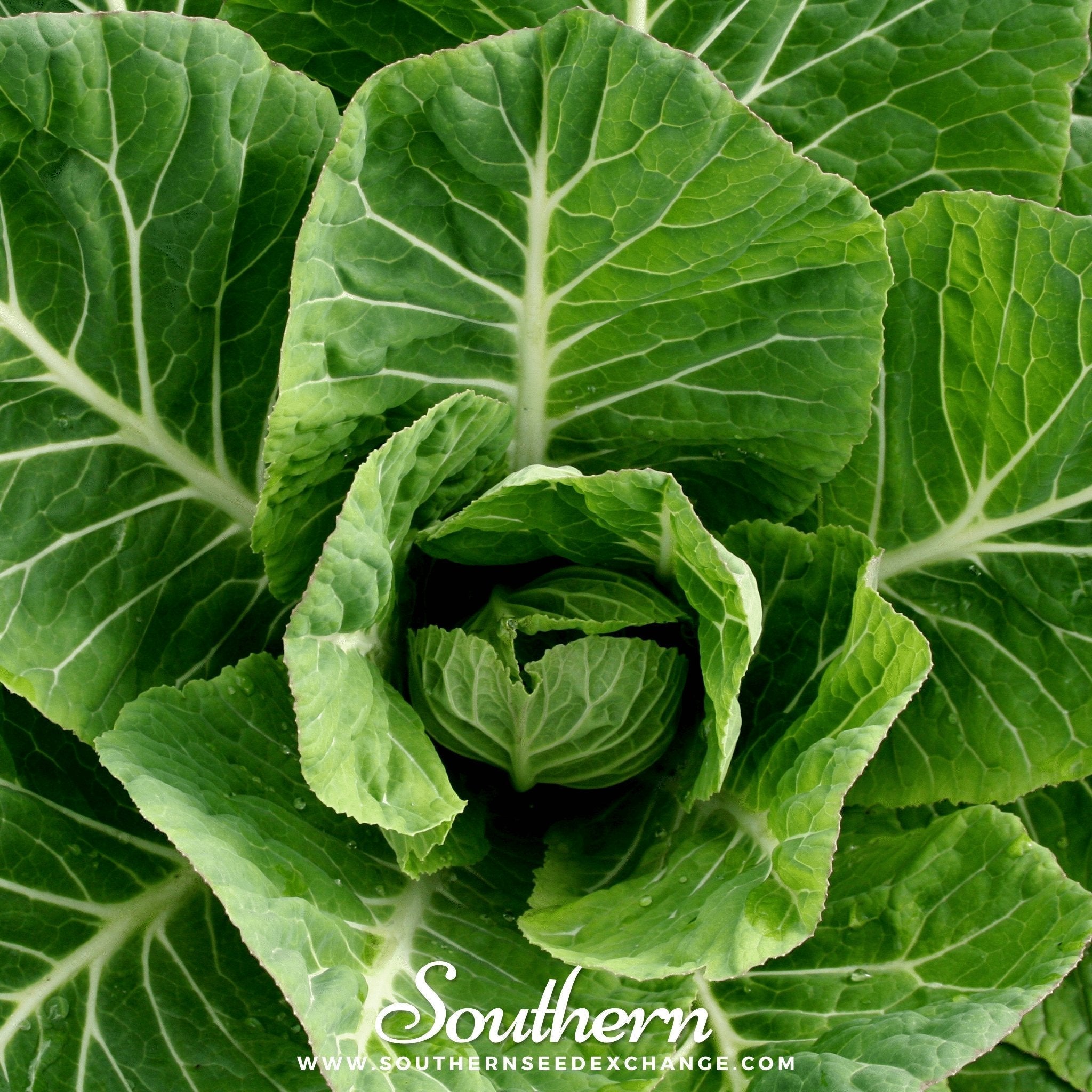 Vates Collard – 200 Seeds Southern Seeds