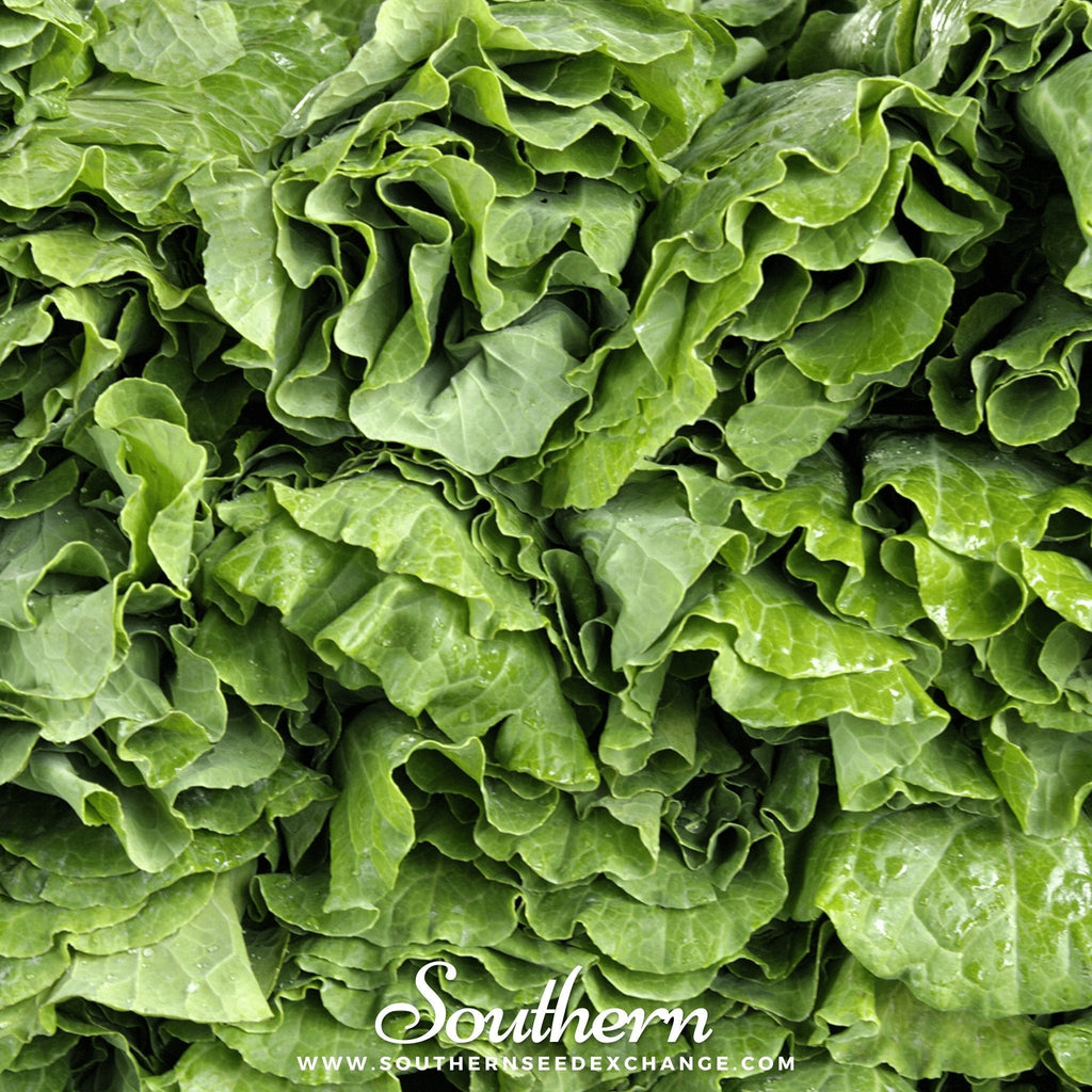 Vates Collard – 200 Seeds Southern Seeds