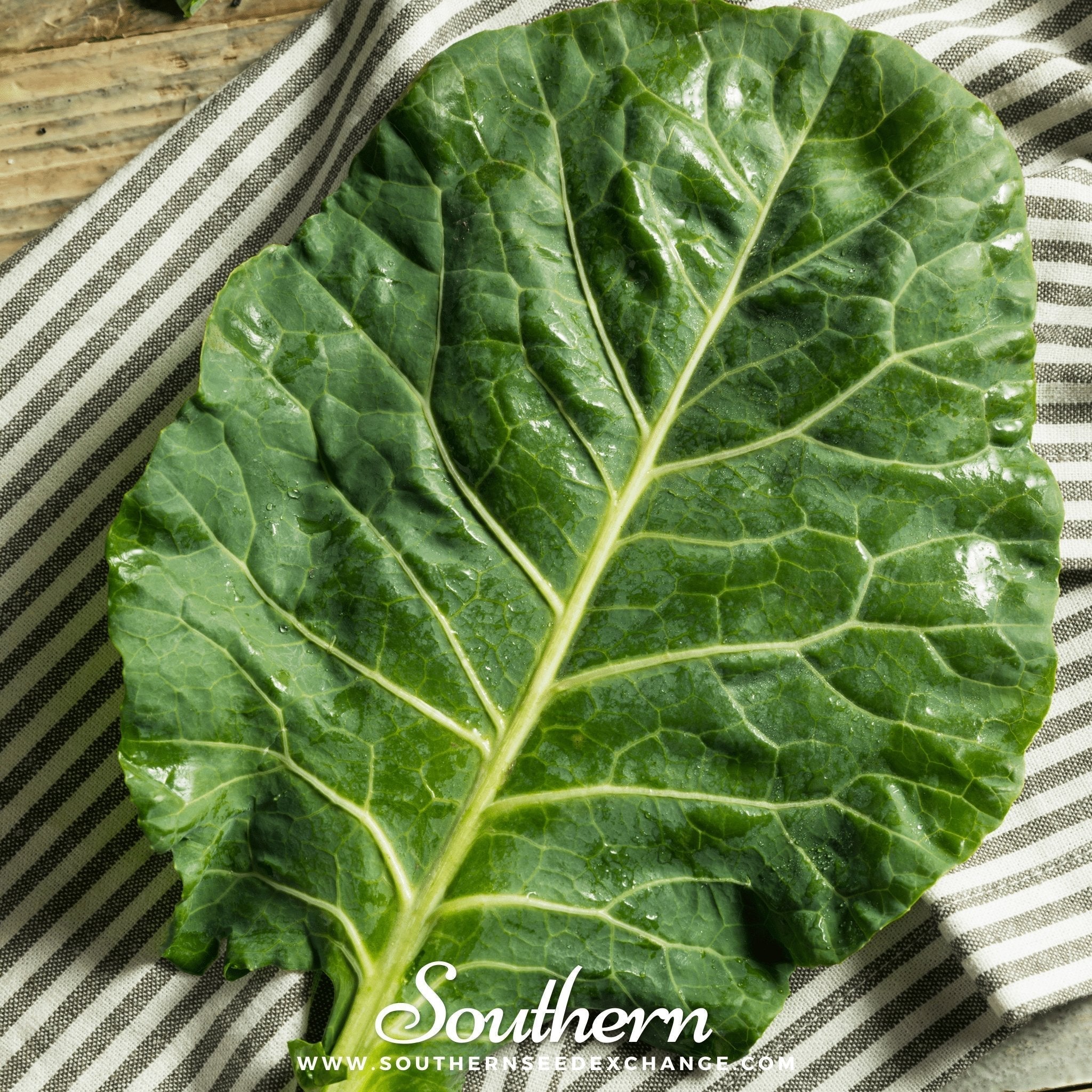 Vates Collard – 200 Seeds Southern Seeds