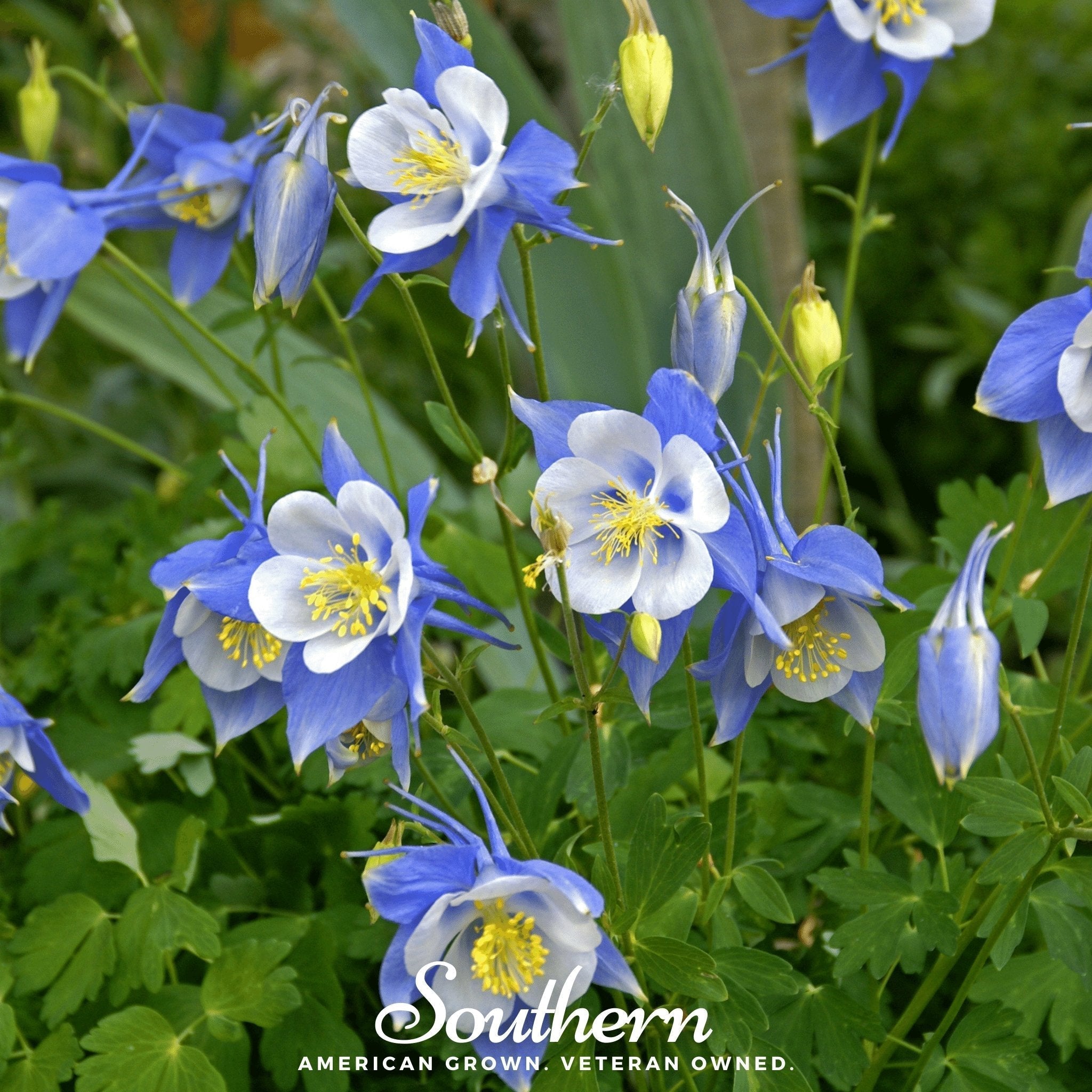 Colorado Blue Columbine – 100 Seeds Southern Seeds