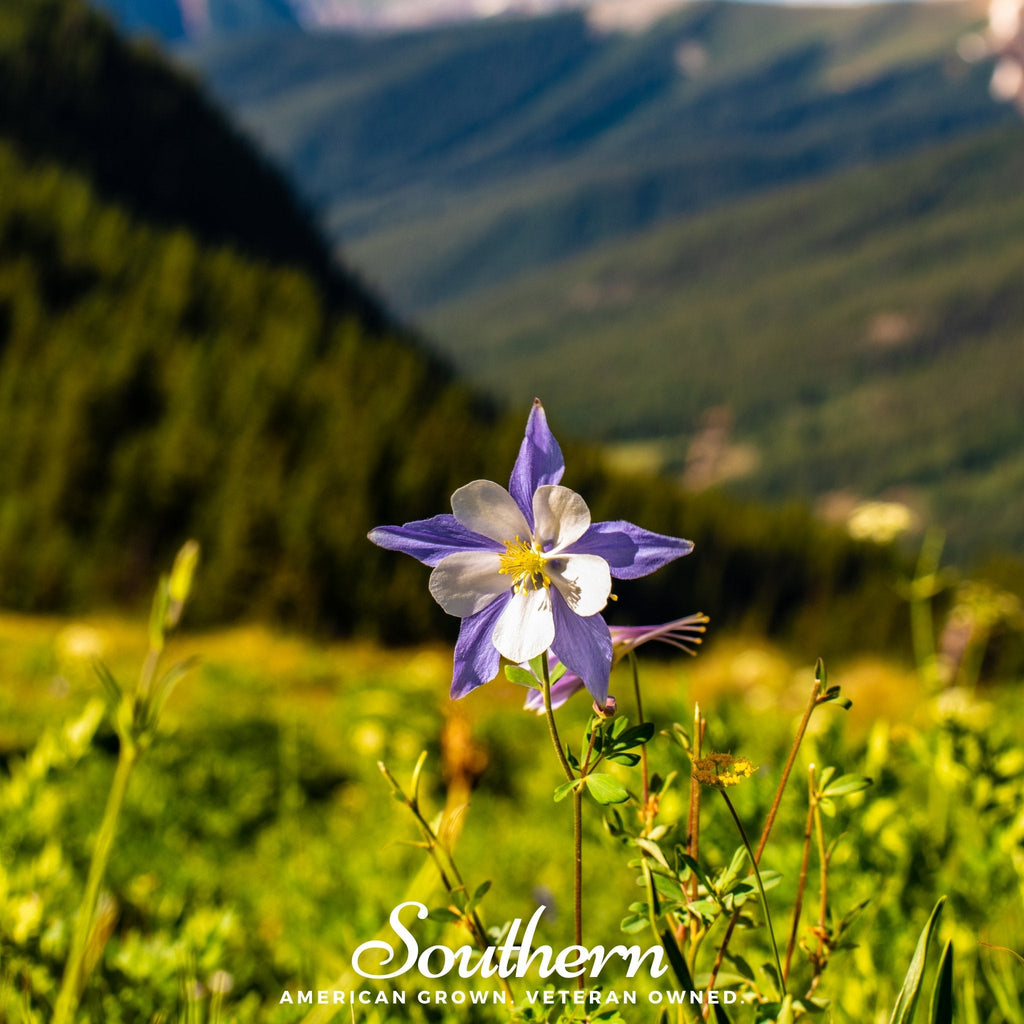 Colorado Blue Columbine – 100 Seeds Southern Seeds