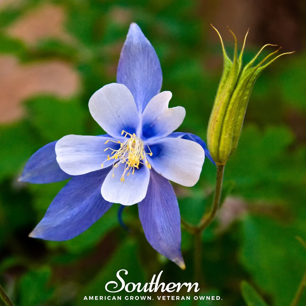 Colorado Blue Columbine – 100 Seeds Southern Seeds