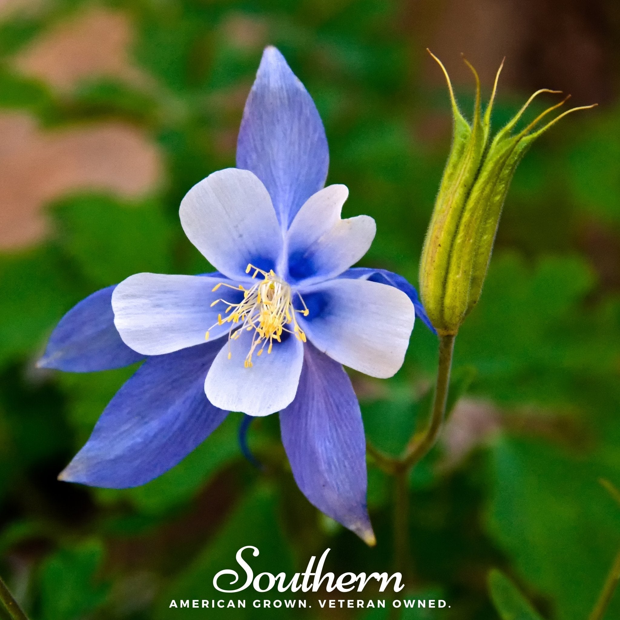 Colorado Blue Columbine – 100 Seeds Southern Seeds