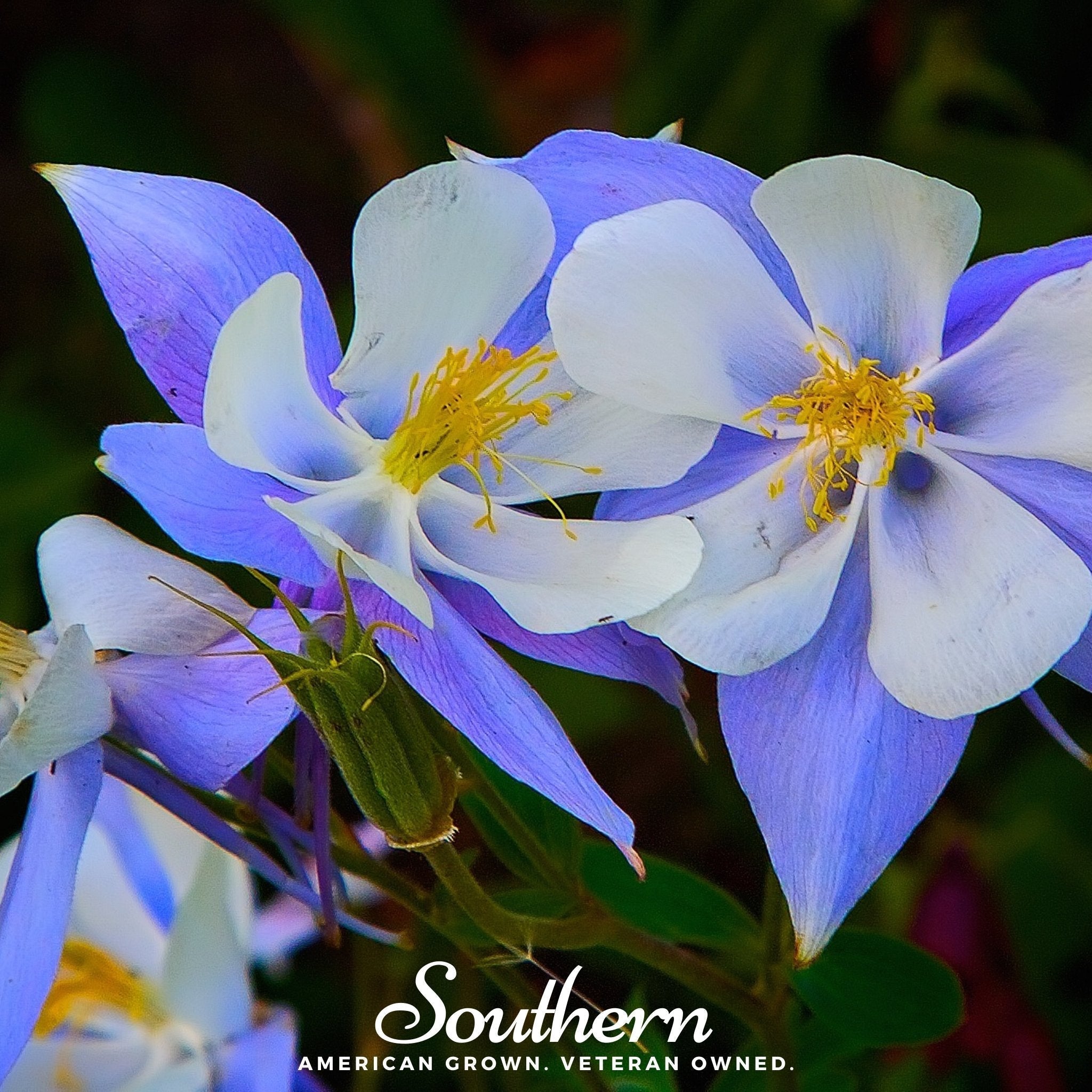 Colorado Blue Columbine – 100 Seeds Southern Seeds