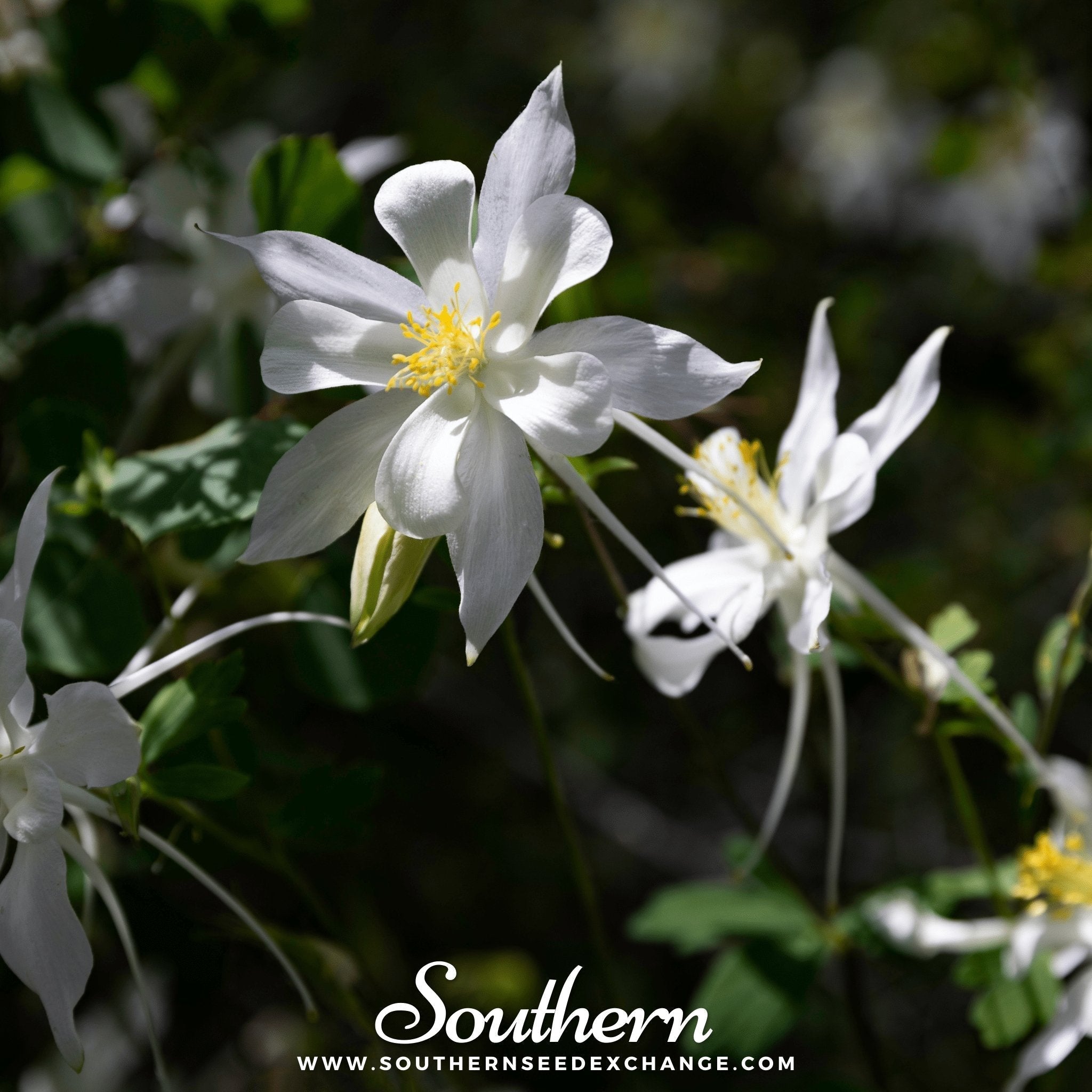 Crystal Star Columbine – 25 Seeds Southern Seeds