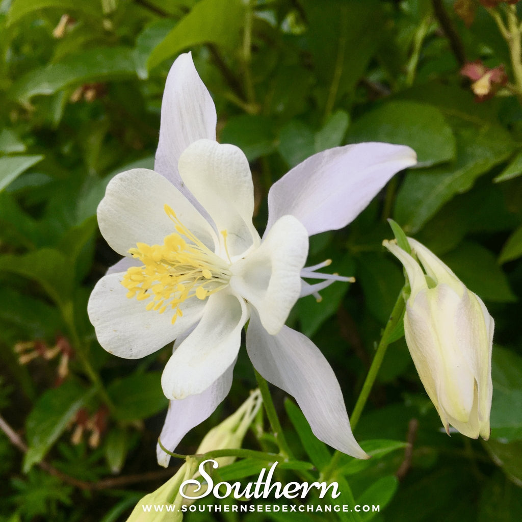 Crystal Star Columbine – 25 Seeds Southern Seeds