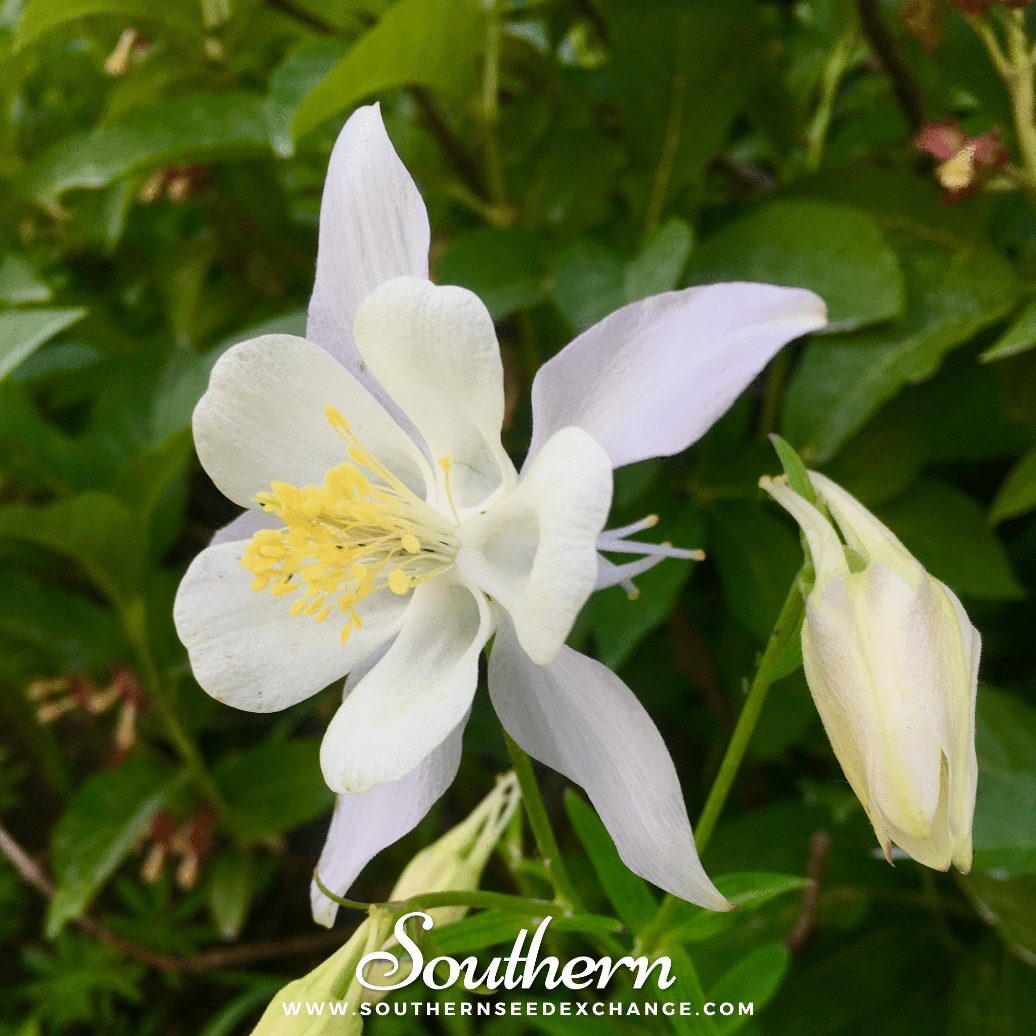 Crystal Star Columbine – 25 Seeds Southern Seeds