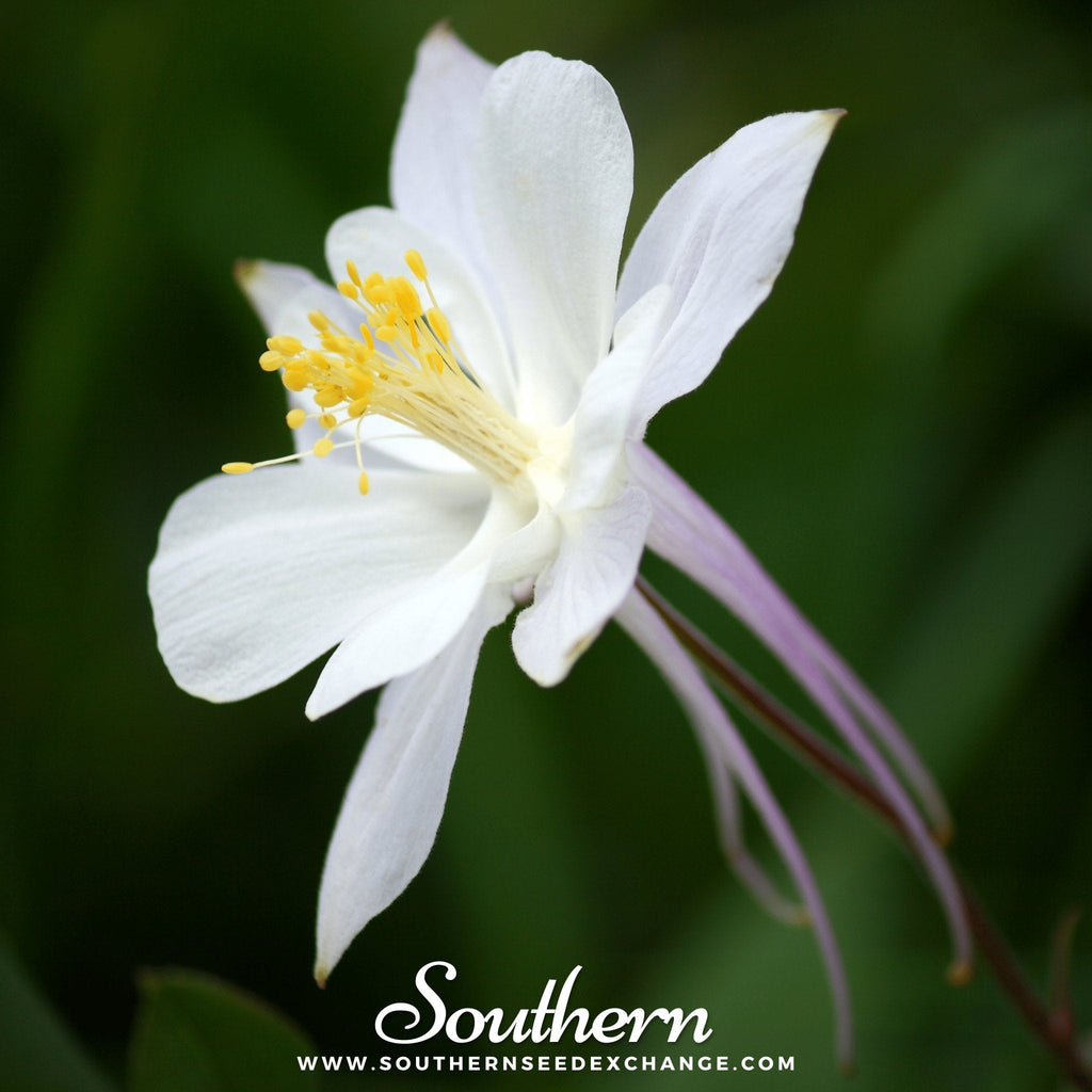 Crystal Star Columbine – 25 Seeds Southern Seeds
