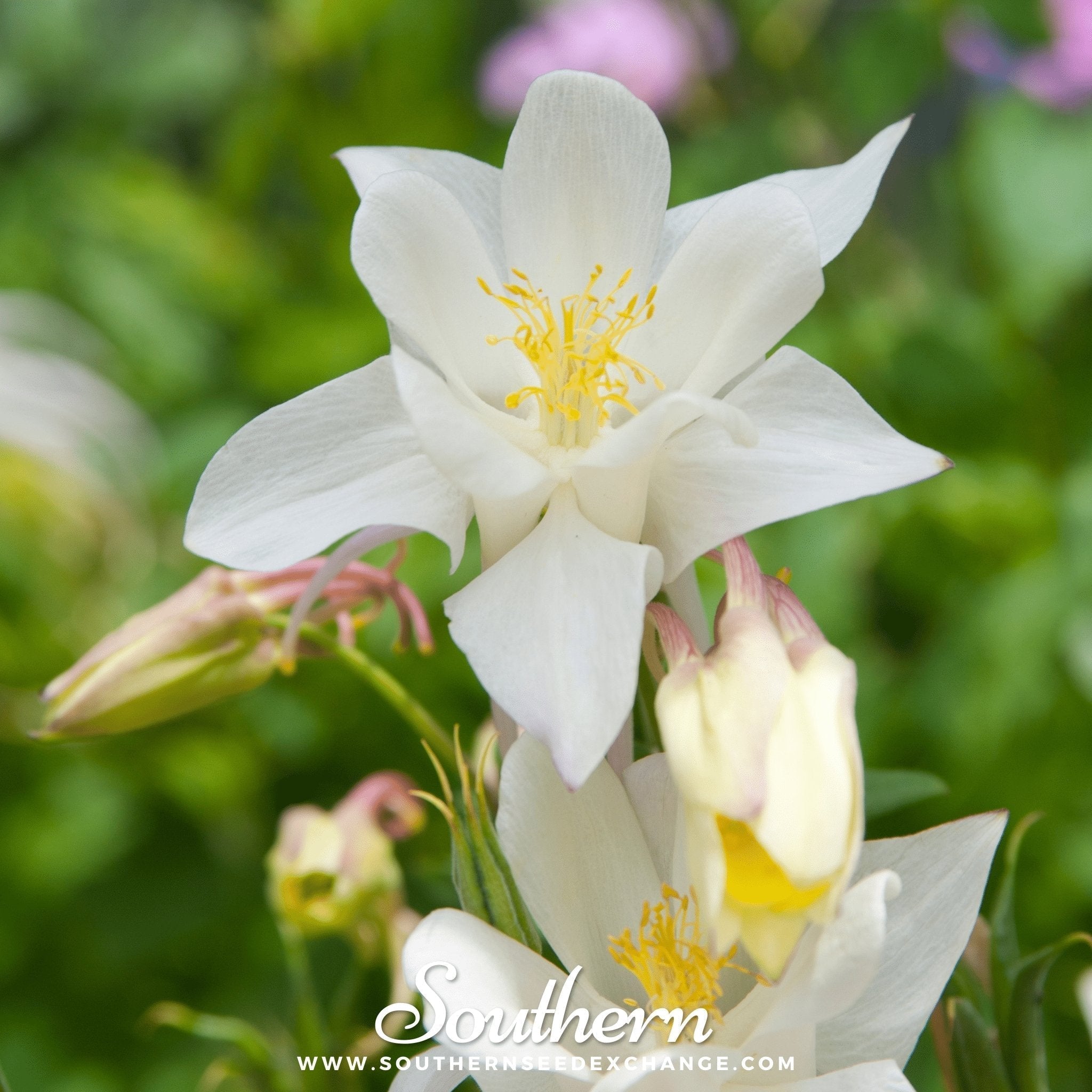 Crystal Star Columbine – 25 Seeds Southern Seeds