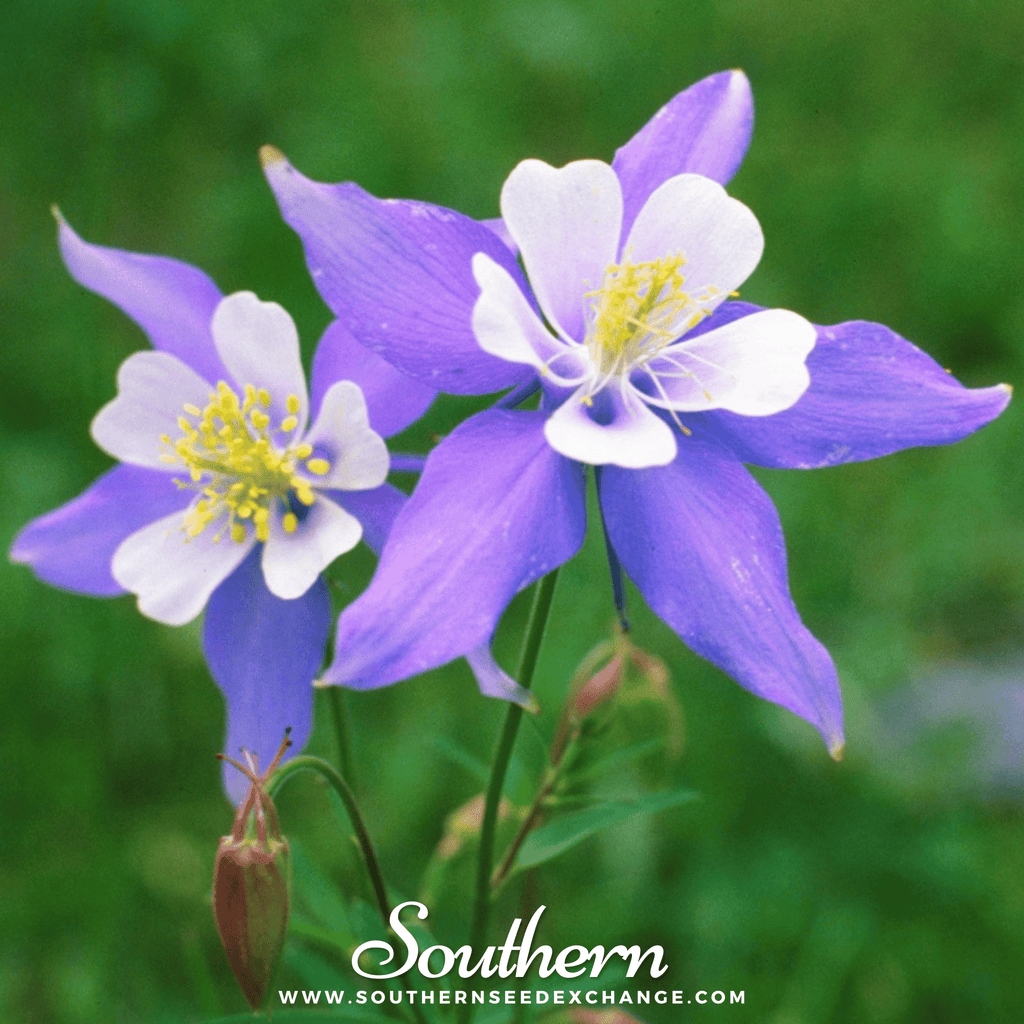 Dwarf Columbine Mix – 100 Seeds Southern Seeds
