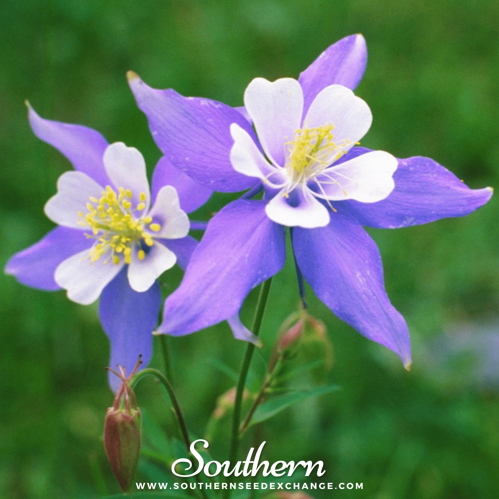 Dwarf Columbine Mix – 100 Seeds Southern Seeds