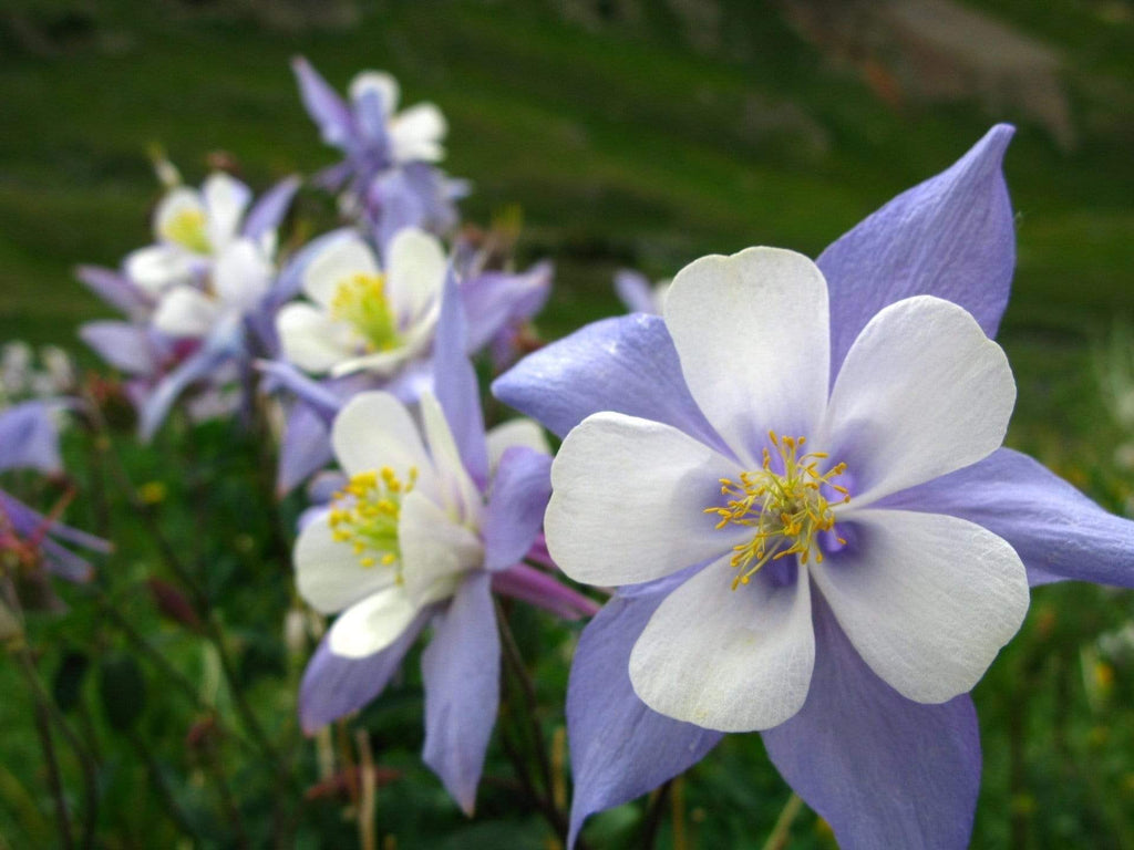 Dwarf Columbine Mix – 100 Seeds Southern Seeds