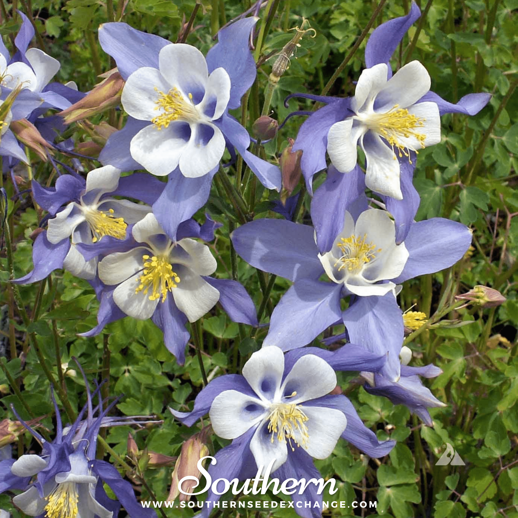 Dwarf Columbine Mix – 100 Seeds Southern Seeds