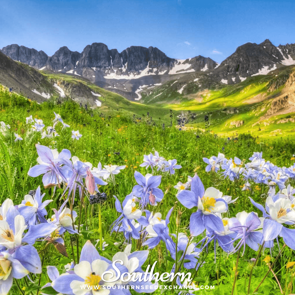 Dwarf Columbine Mix – 100 Seeds Southern Seeds