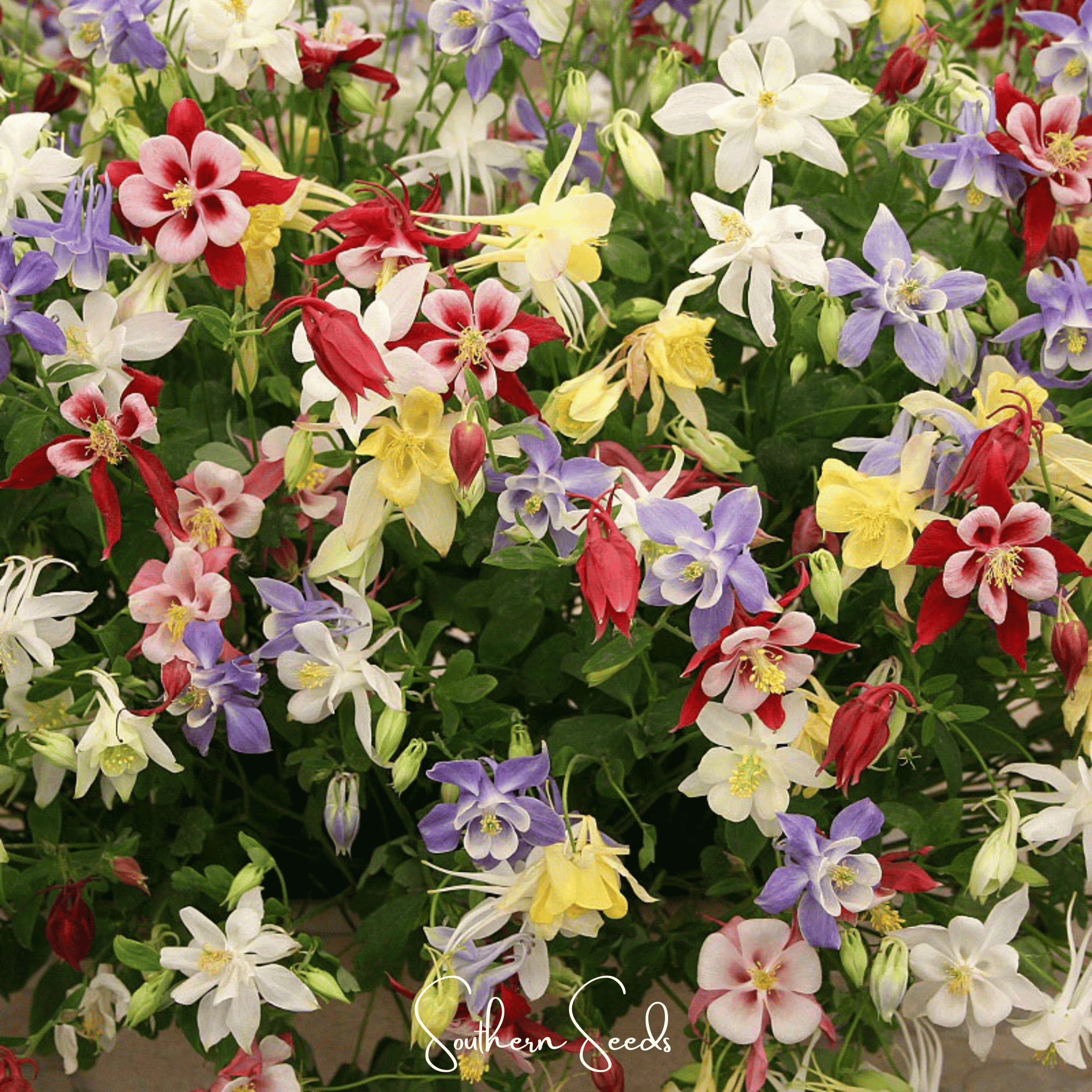 McKana Giant Columbine – 100 Seeds Southern Seeds