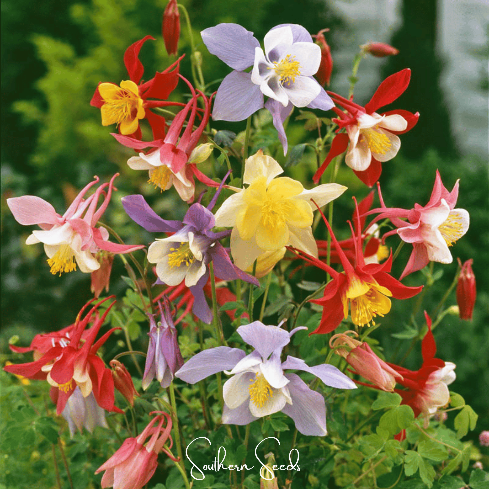 McKana Giant Columbine – 100 Seeds Southern Seeds