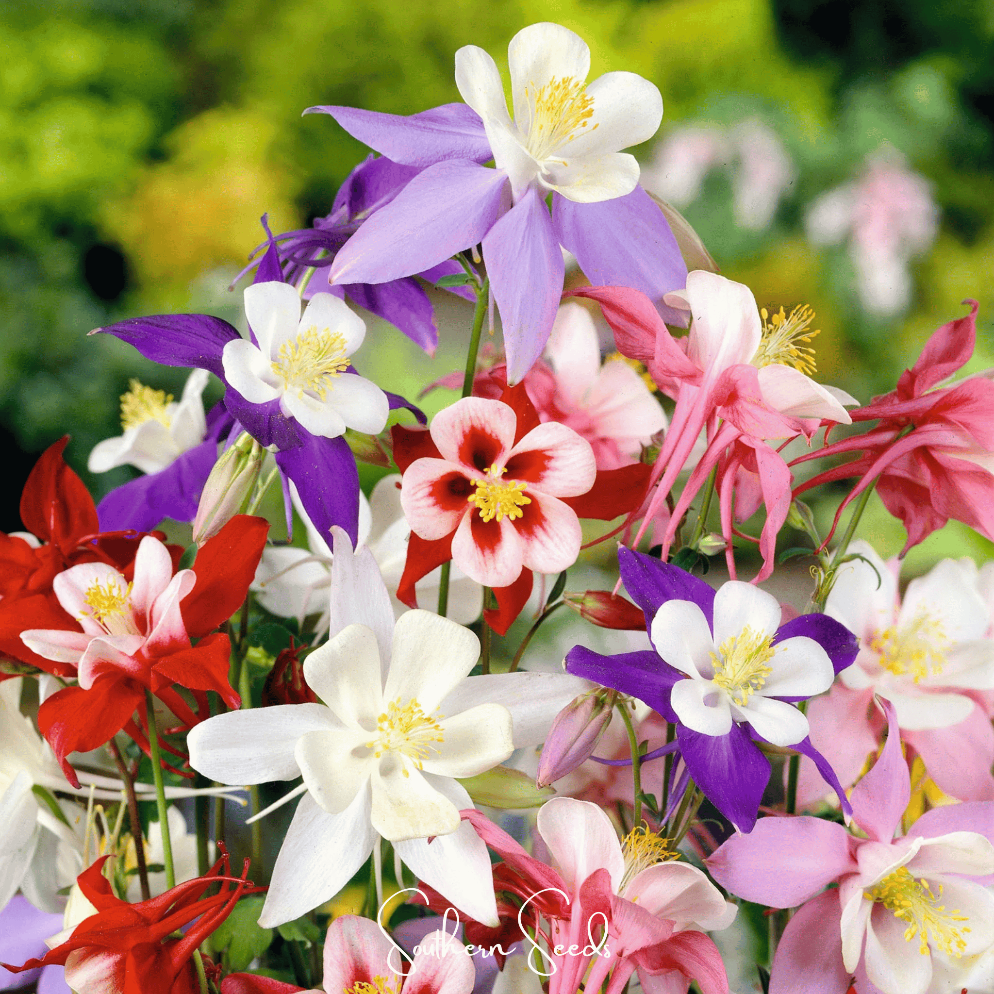 McKana Giant Columbine – 100 Seeds Southern Seeds