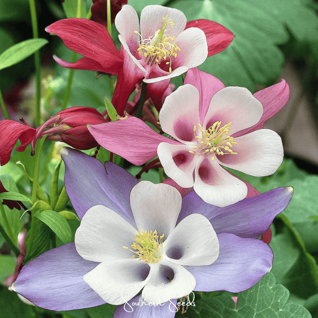 McKana Giant Columbine – 100 Seeds Southern Seeds