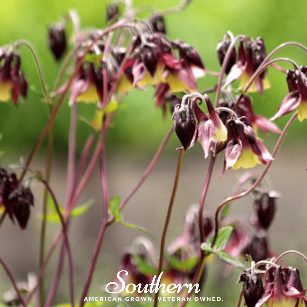 Oriental Columbine – 100 Seeds Southern Seeds