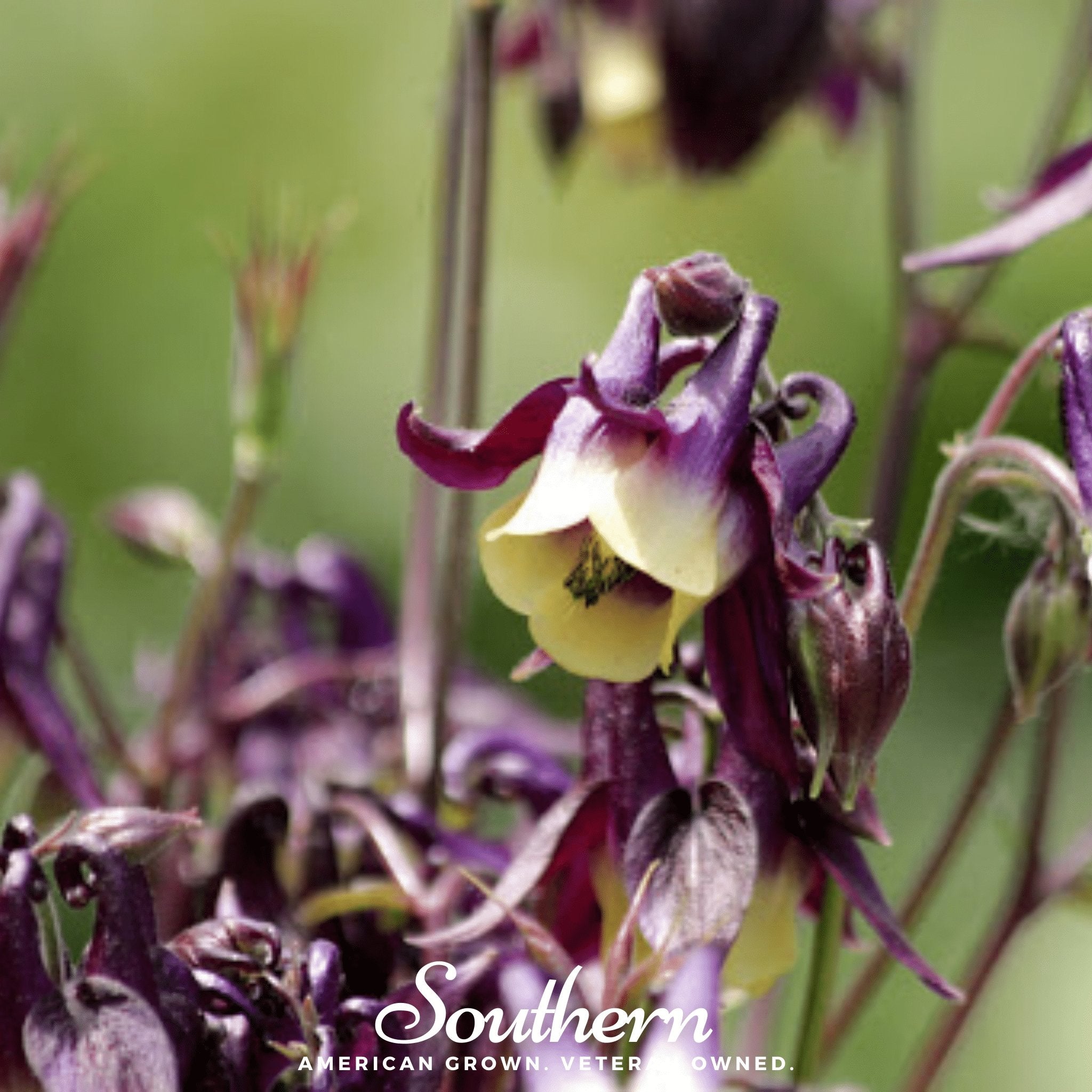 Oriental Columbine – 100 Seeds Southern Seeds
