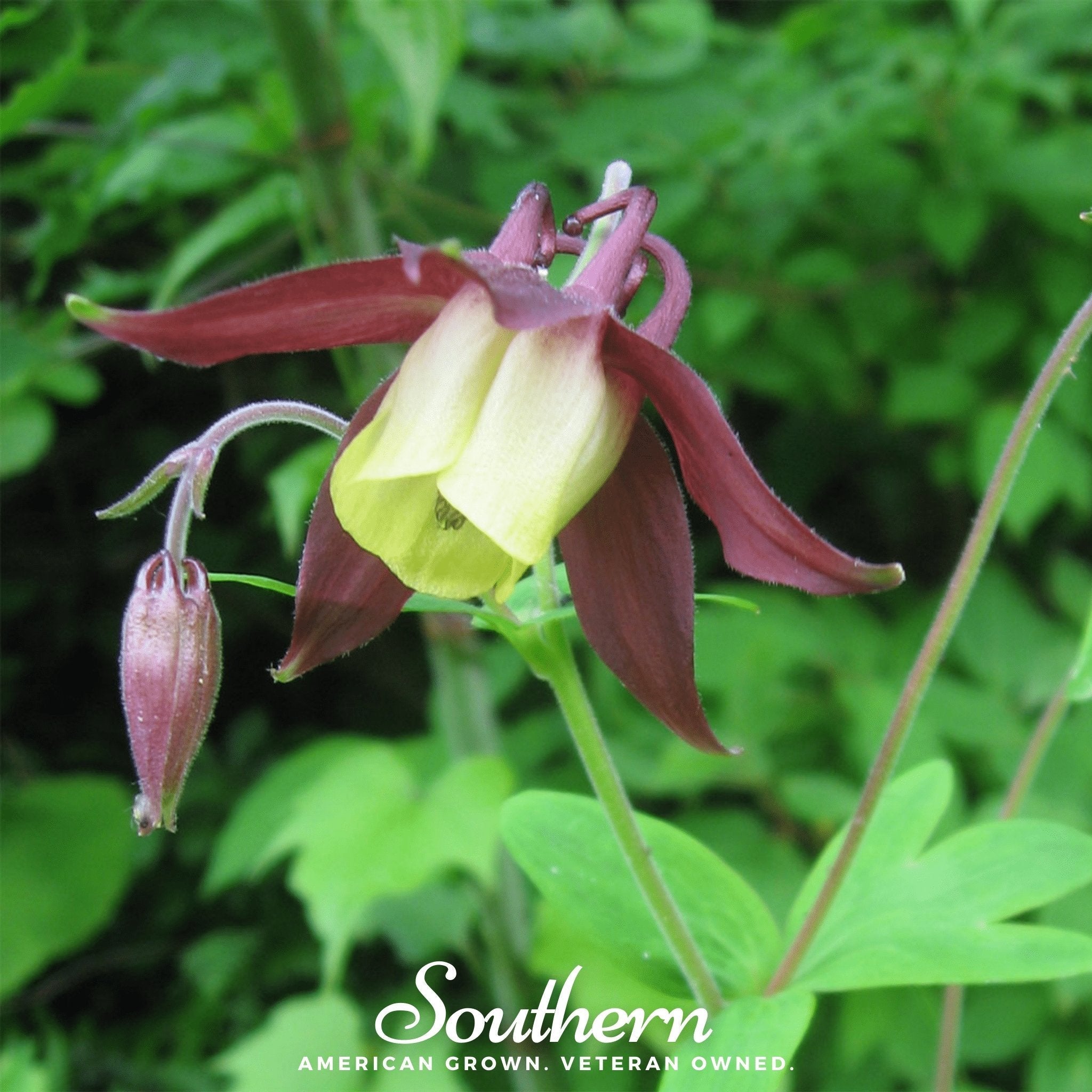 Oriental Columbine – 100 Seeds Southern Seeds