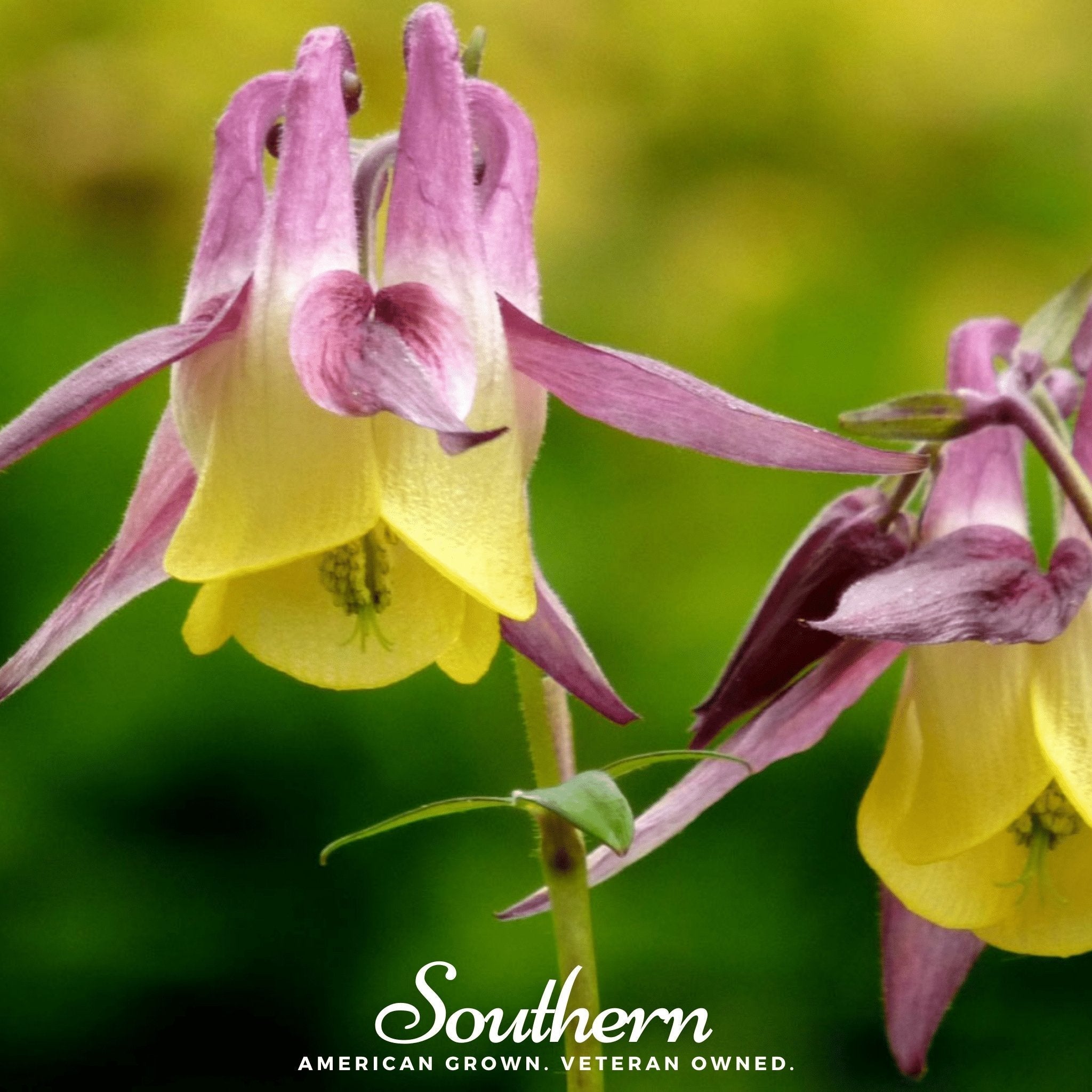 Oriental Columbine – 100 Seeds Southern Seeds
