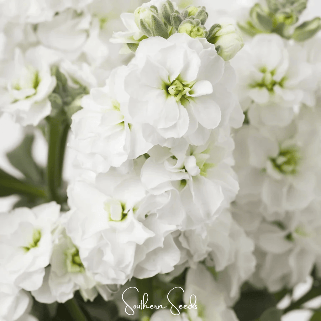 White Goddess Column Stock – 50 Seeds Southern Seeds