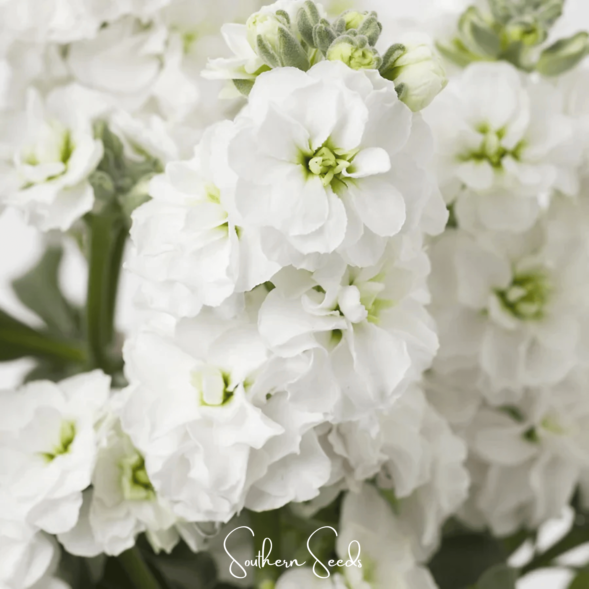 White Goddess Column Stock – 50 Seeds Southern Seeds