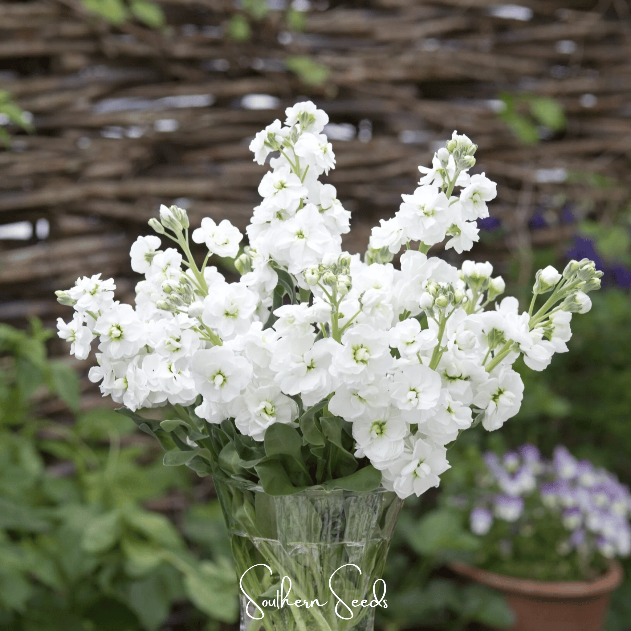White Goddess Column Stock – 50 Seeds Southern Seeds