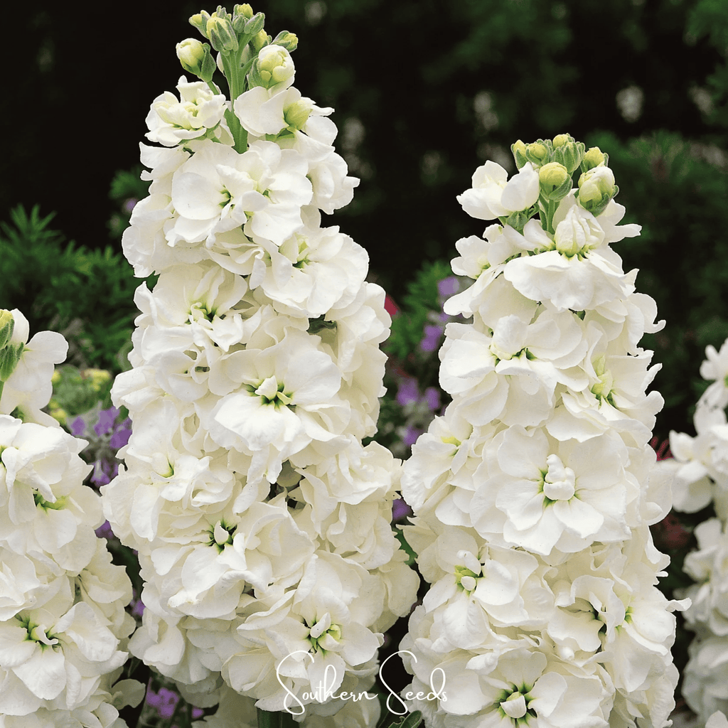White Goddess Column Stock – 50 Seeds Southern Seeds