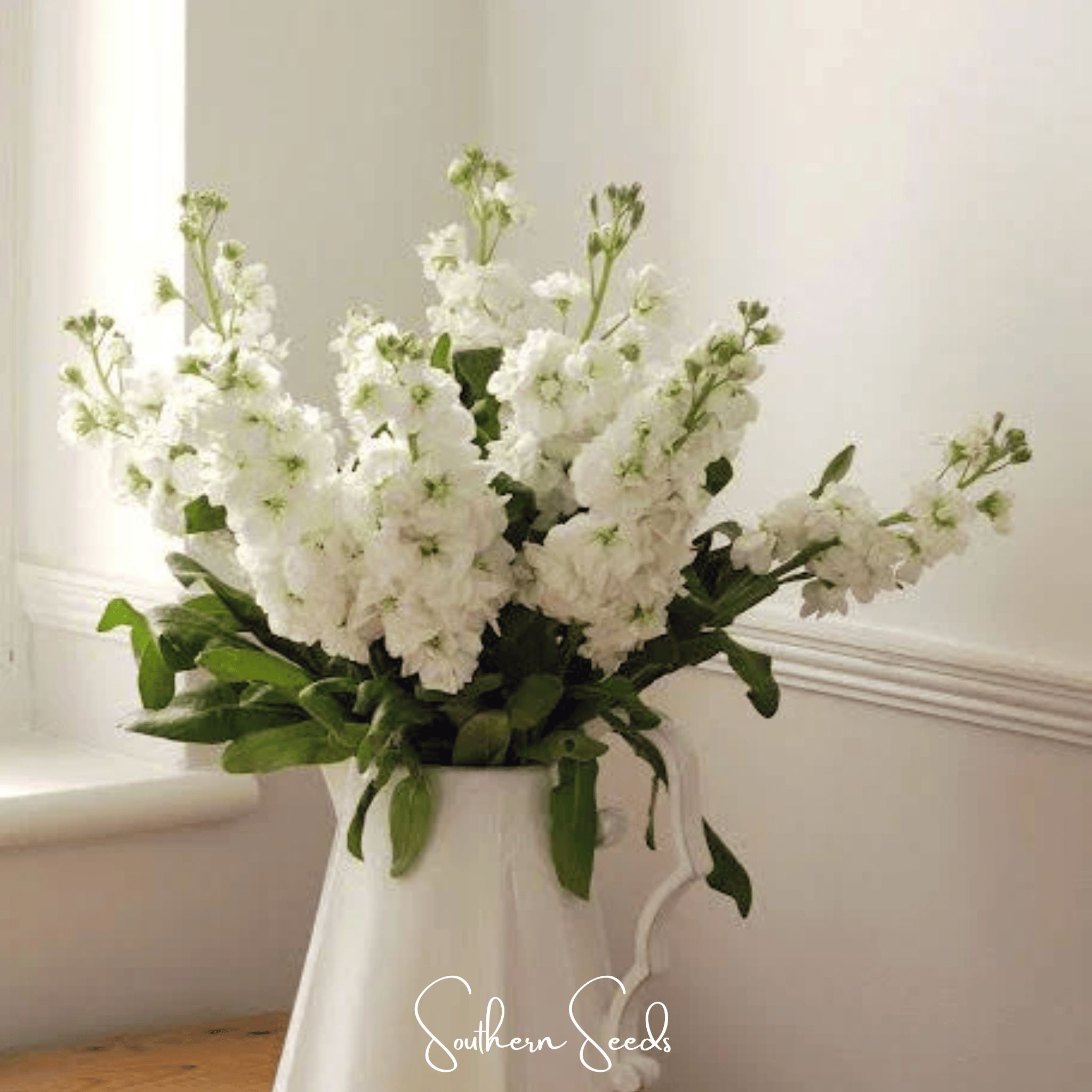 White Goddess Column Stock – 50 Seeds Southern Seeds