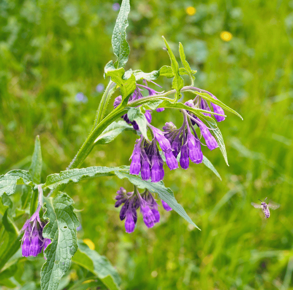 True Comfrey – 20 Seeds Southern Seeds