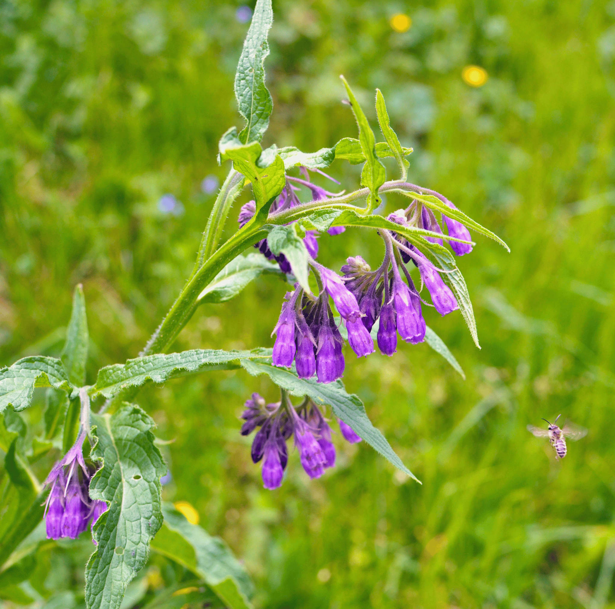 True Comfrey – 20 Seeds Southern Seeds