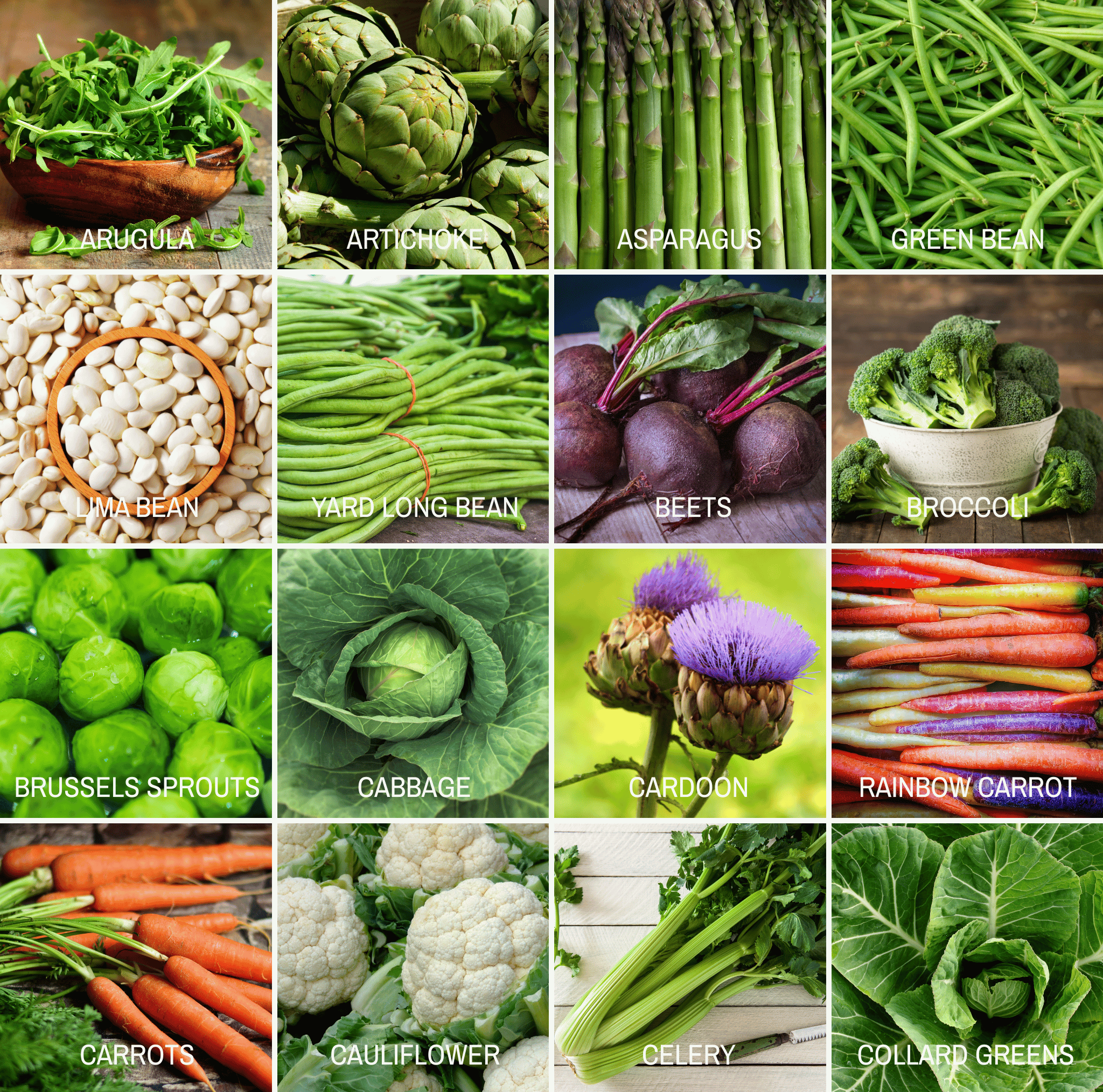 Community Garden Survival Seed Vault – 120 Seed Varieties Southern Seeds