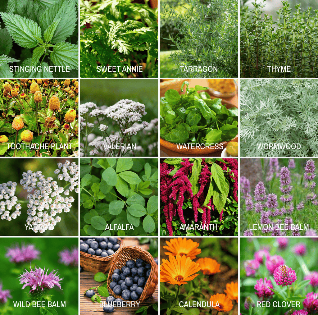 Community Garden Survival Seed Vault – 120 Seed Varieties Southern Seeds