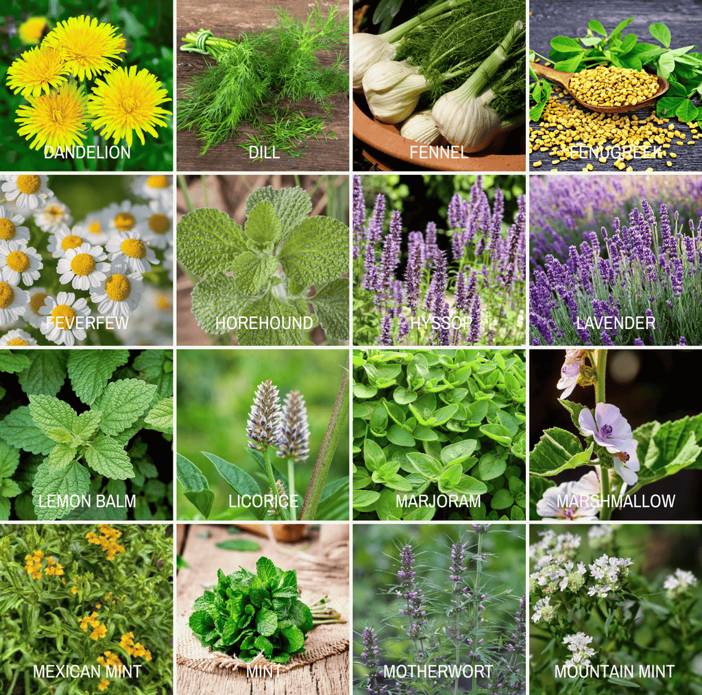 Community Garden Survival Seed Vault – 120 Seed Varieties Southern Seeds